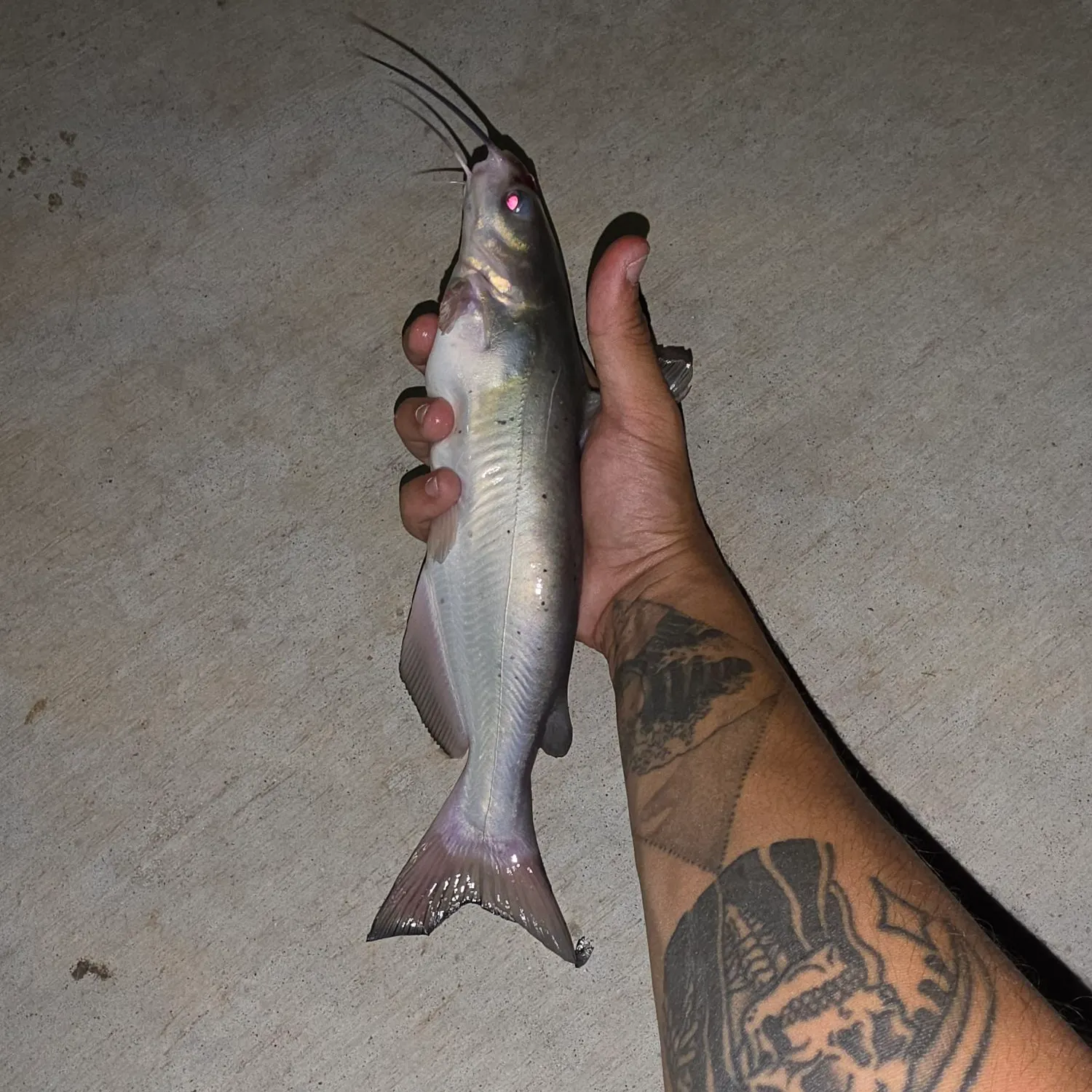 Channel catfish caught on Fishbrain