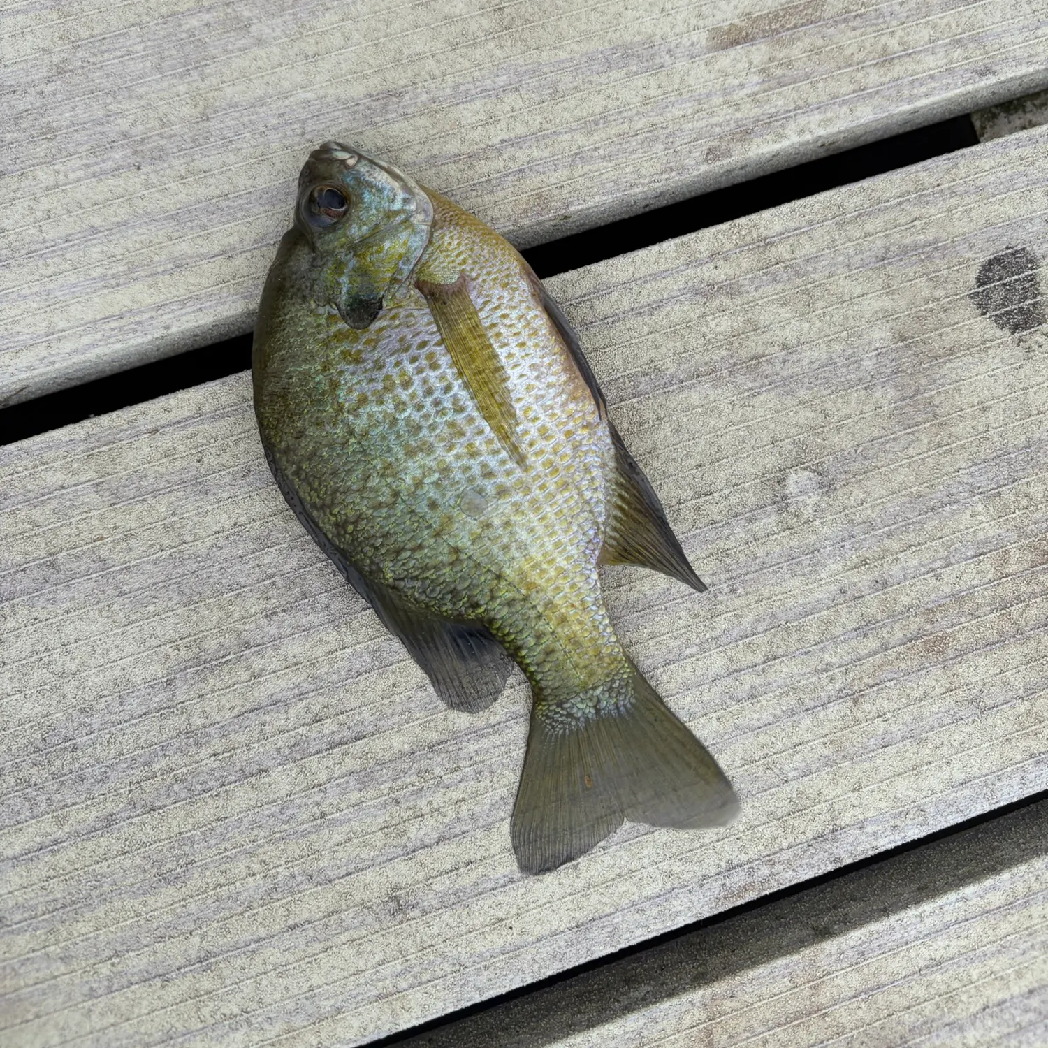 Bluegill caught on Fishbrain