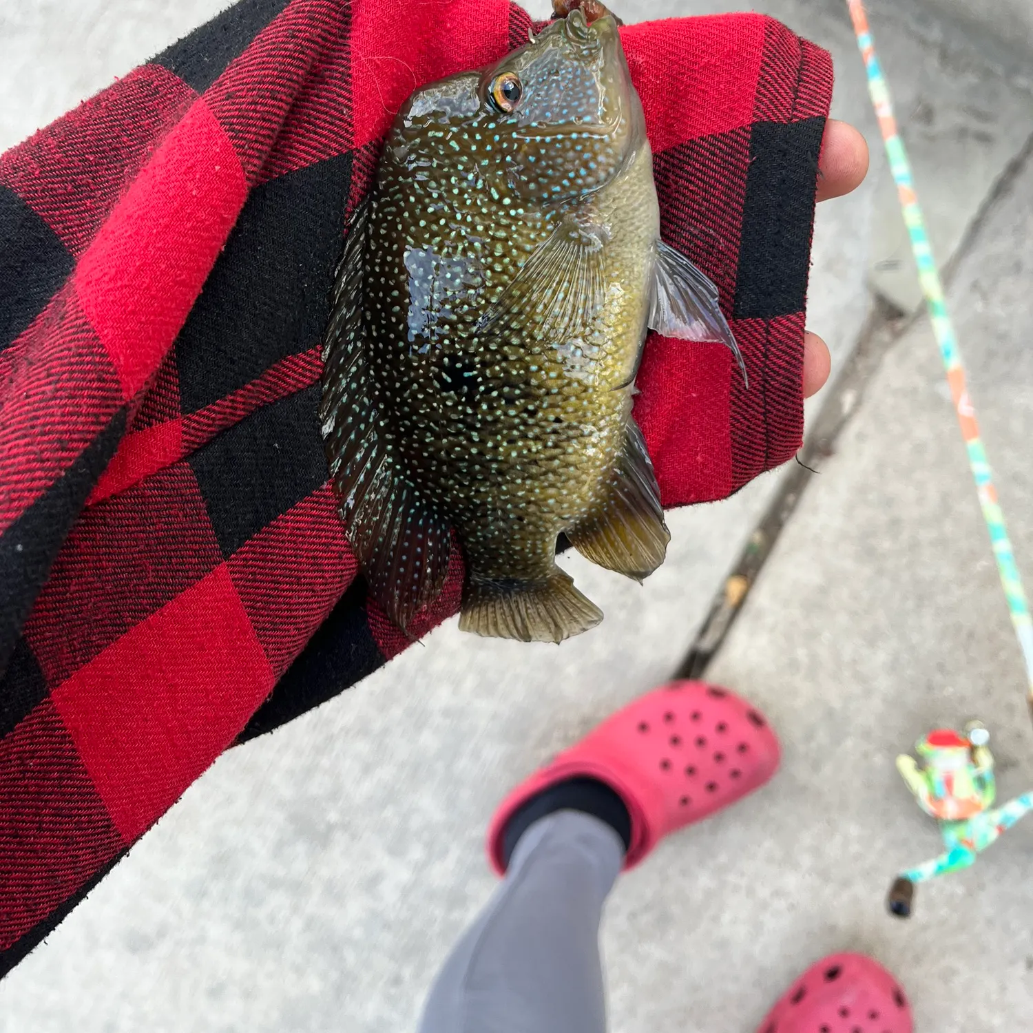 recently logged catches