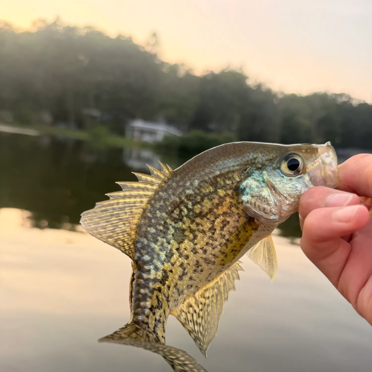 Black crappie caught on Fishbrain