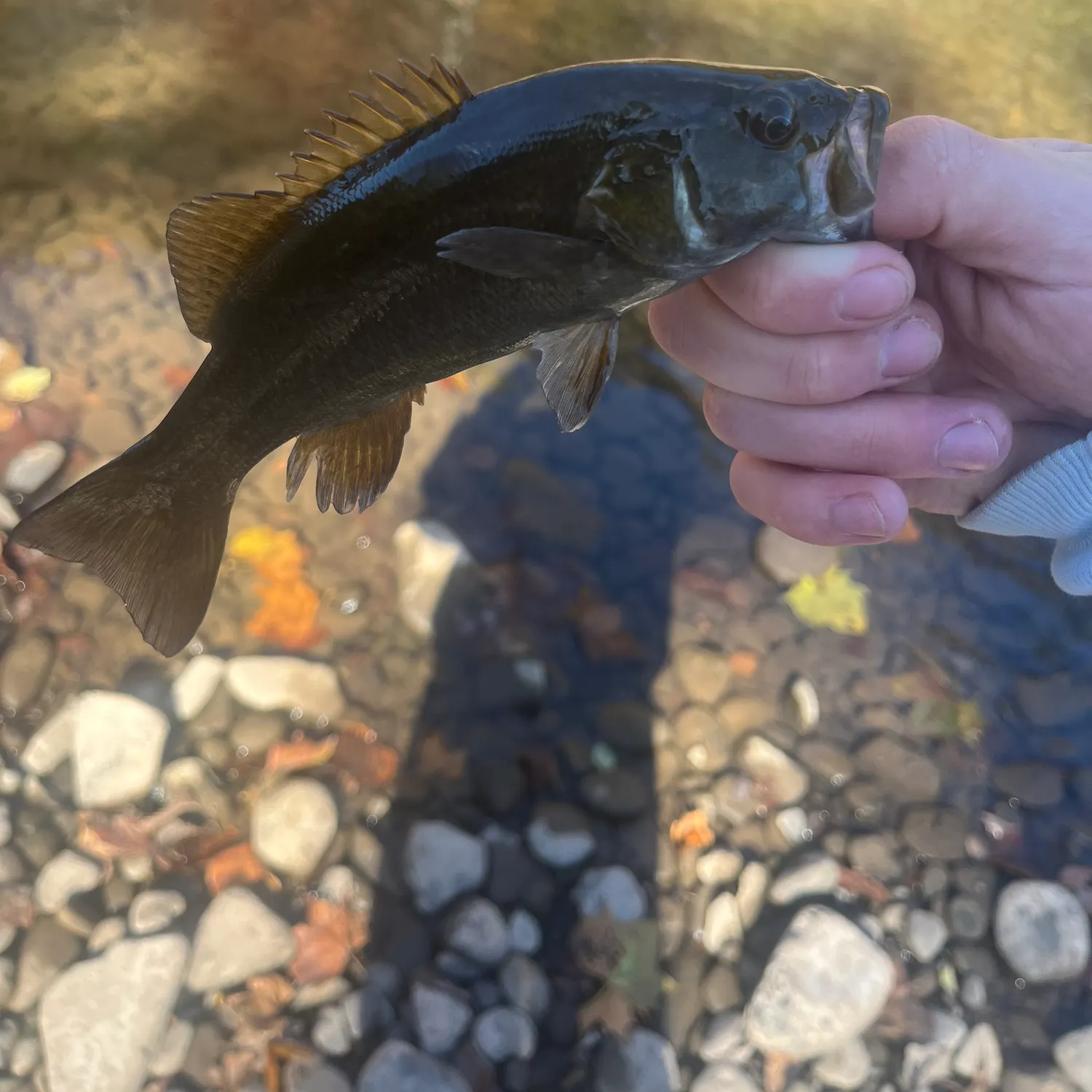 Smallmouth bass caught on Fishbrain