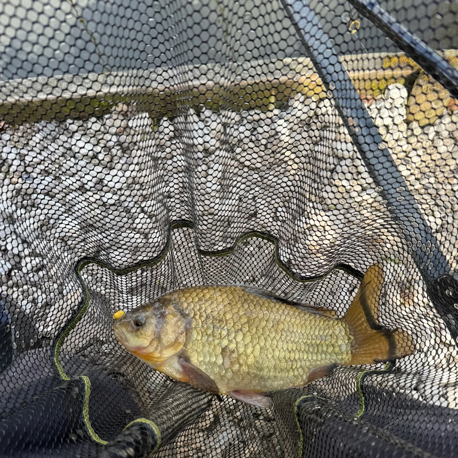 The most recent Crucian carp catches on Fishbrain