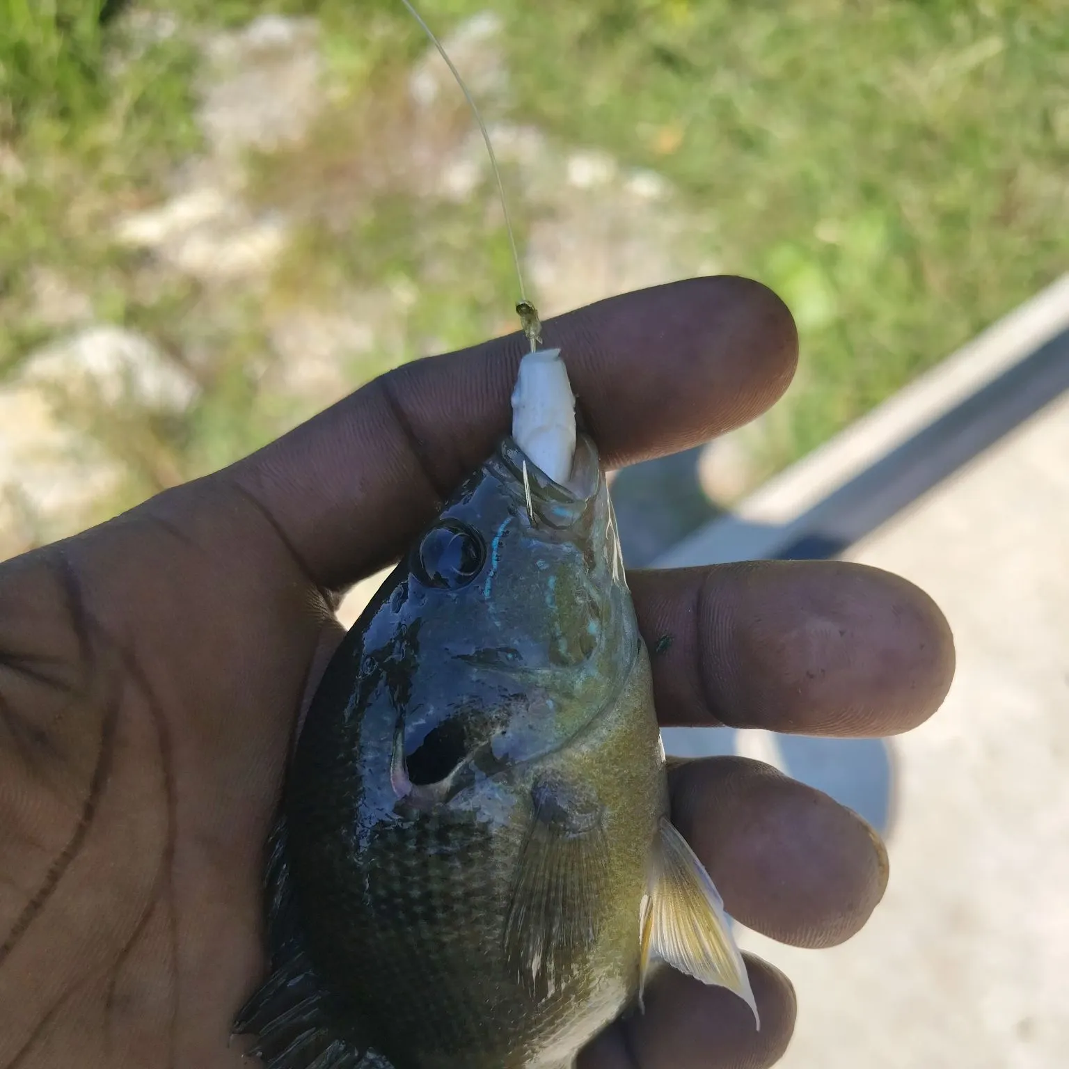 Greengill hybrid caught on Fishbrain