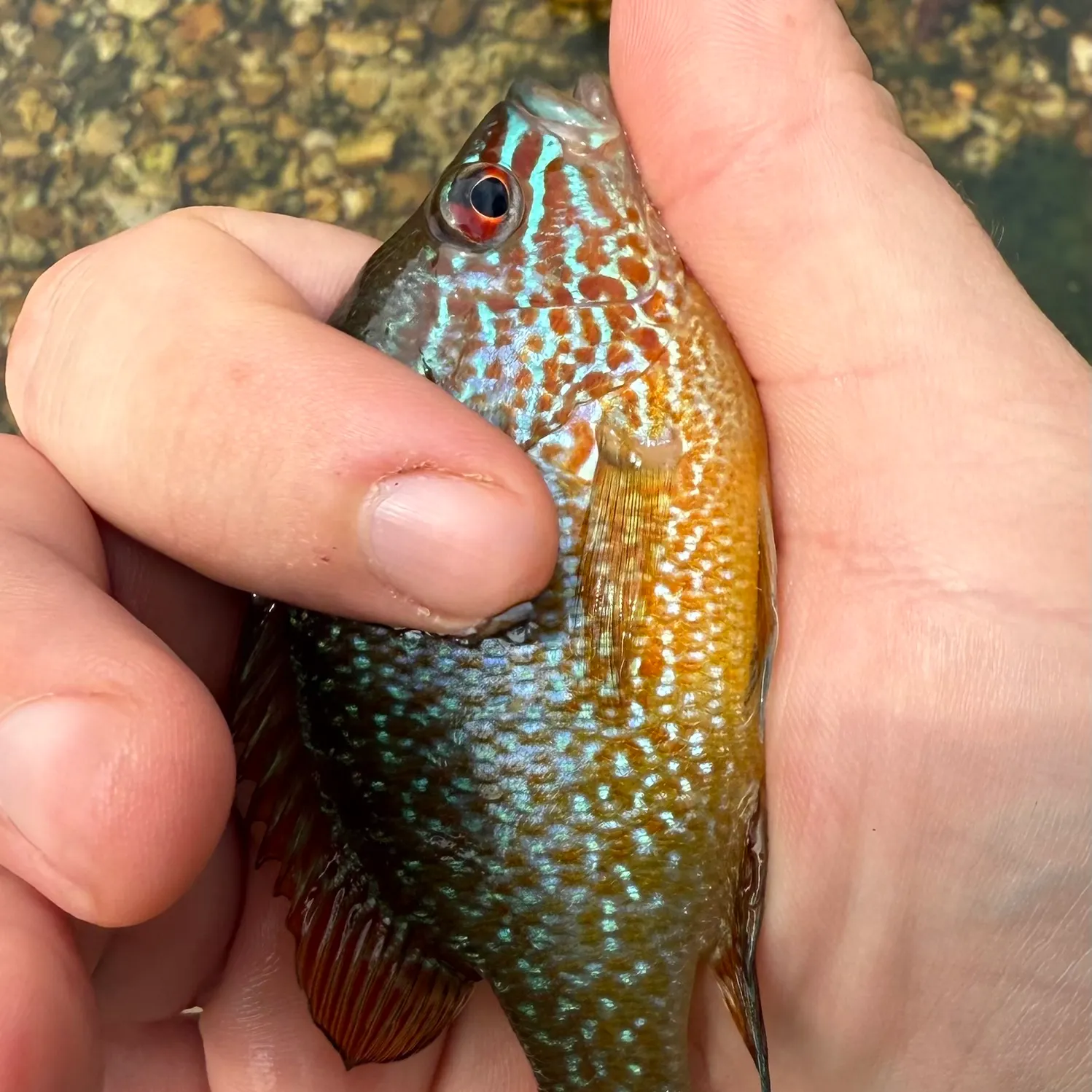 Longear sunfish caught on Fishbrain