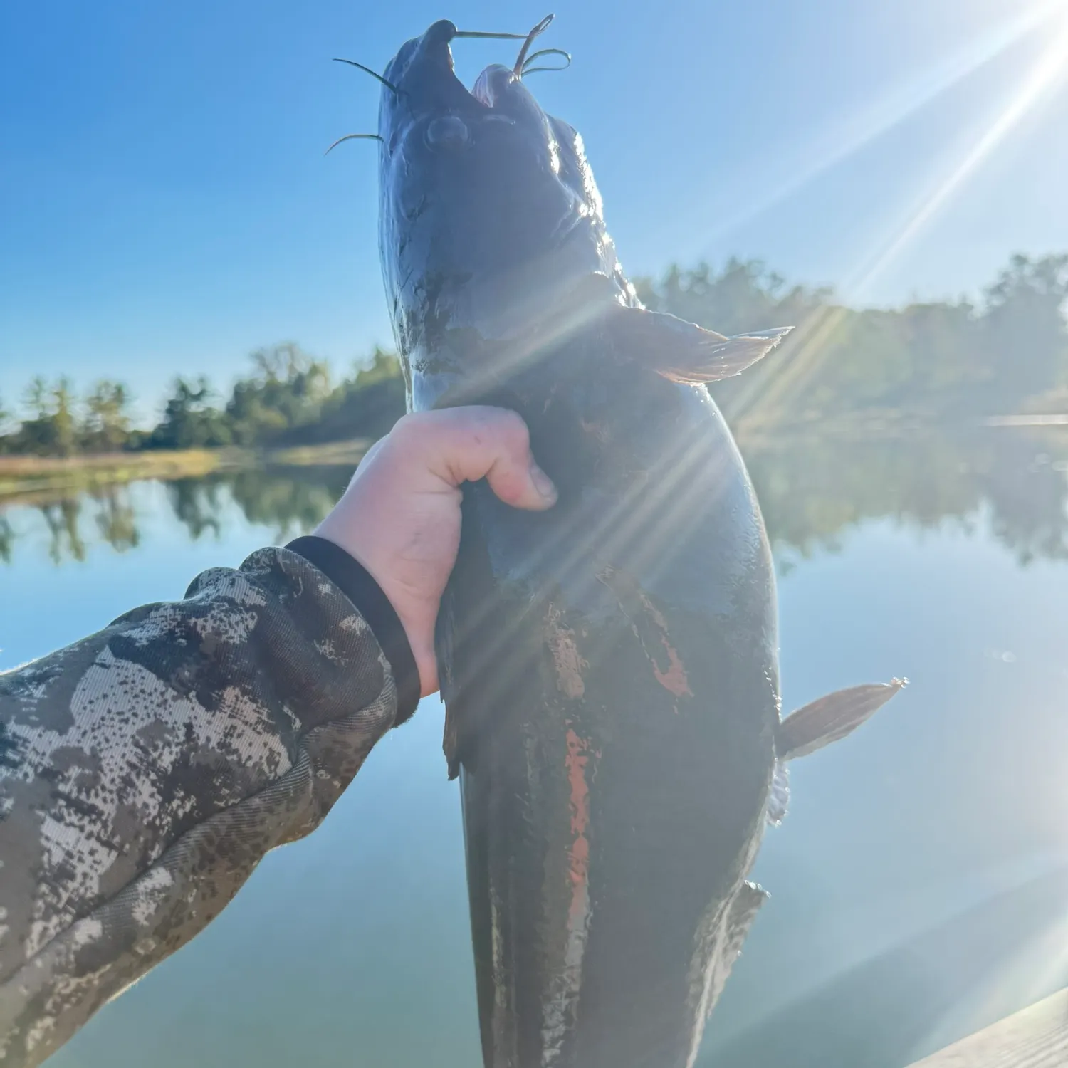 Channel catfish caught on Fishbrain