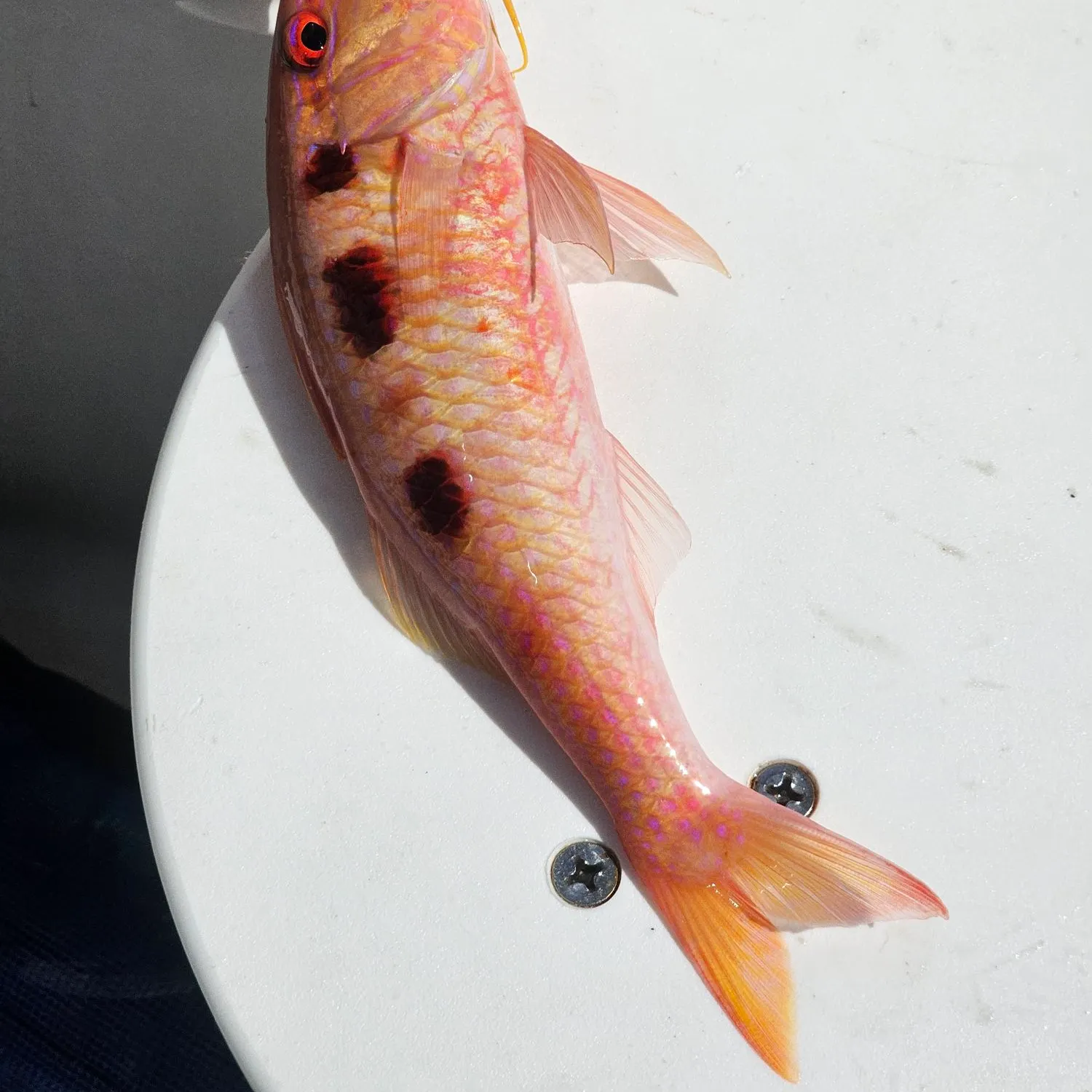 The most recent Spotted goatfish catches on Fishbrain