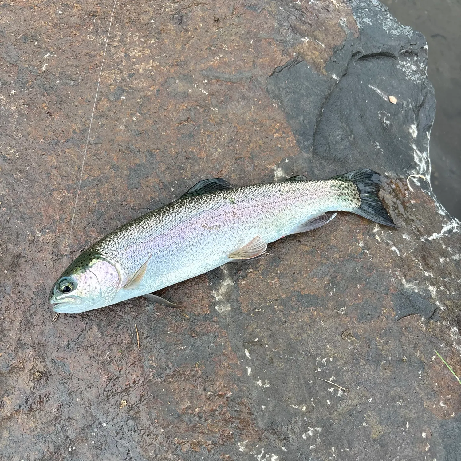 Rainbow trout caught on Fishbrain