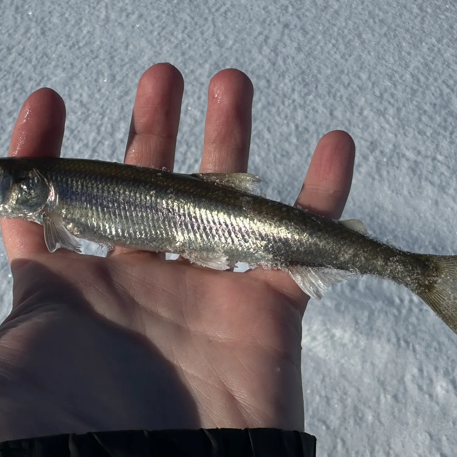 The most recent Pacific rainbow smelt catches on Fishbrain