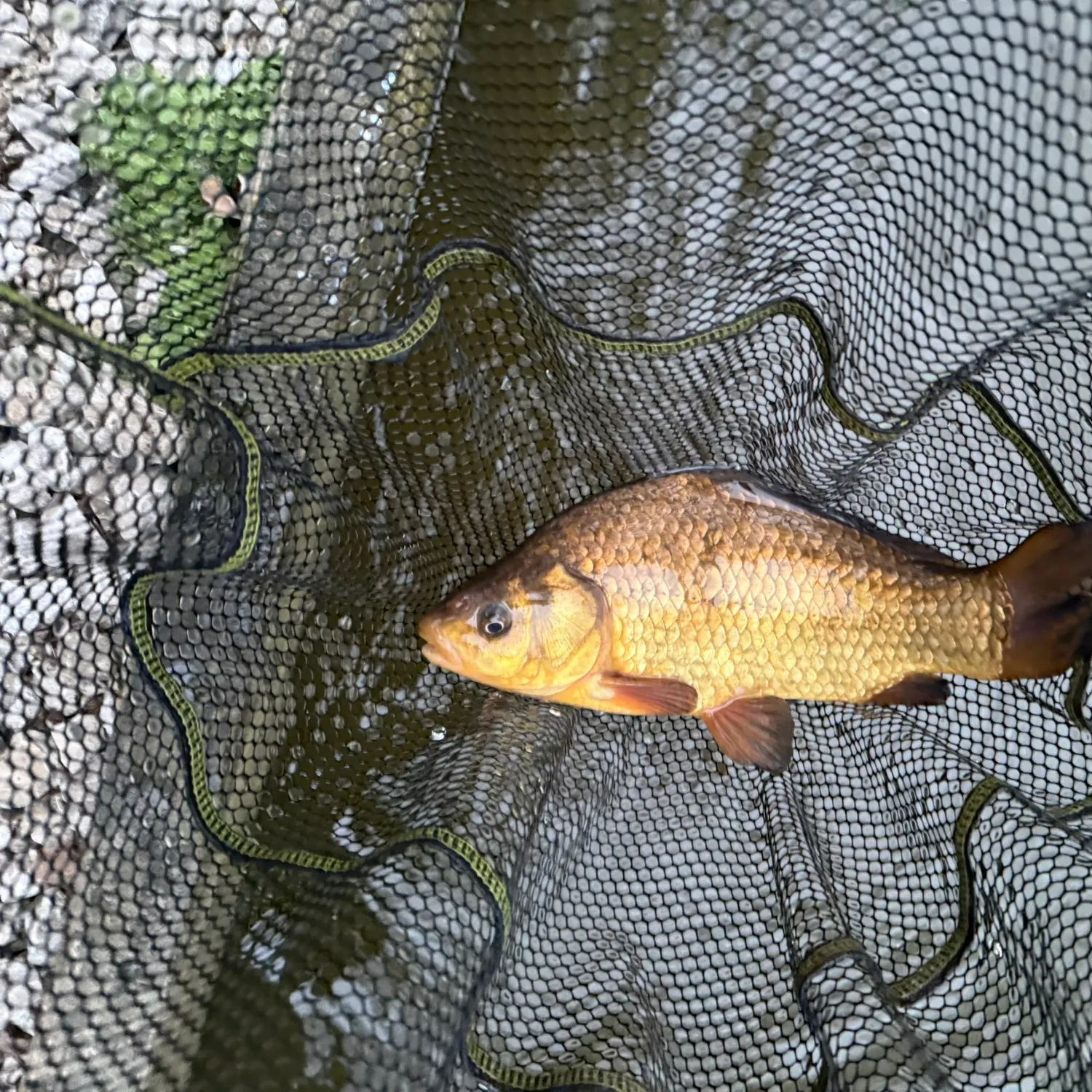 The most recent Crucian carp catches on Fishbrain