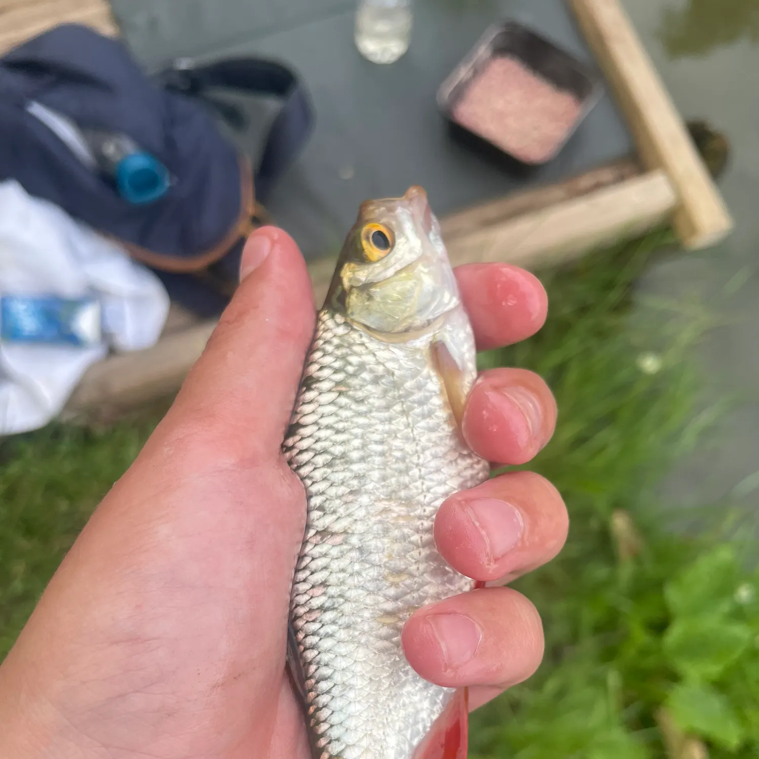 The most recent Ohrid roach catches on Fishbrain