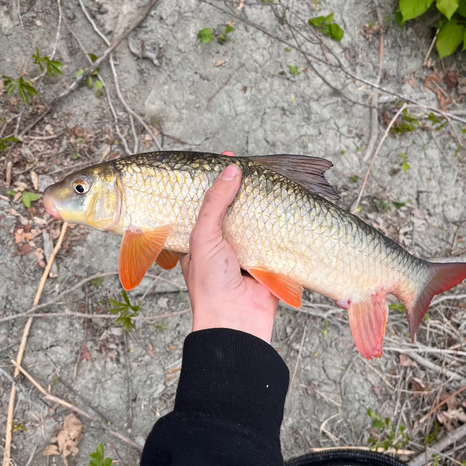 The most recent Shorthead redhorse catches on Fishbrain