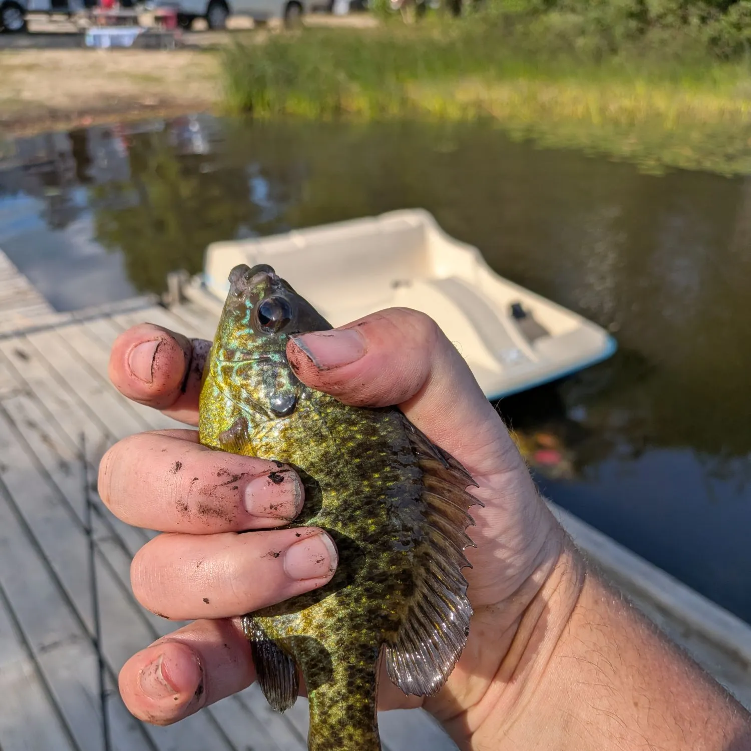 Pumpkinseed caught on Fishbrain