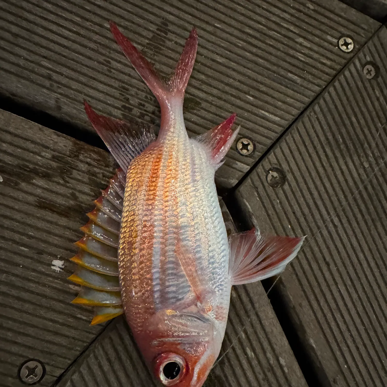The most recent Common squirrelfish catches on Fishbrain