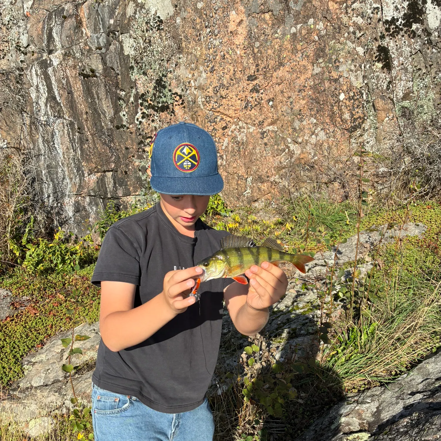 European perch caught on Fishbrain