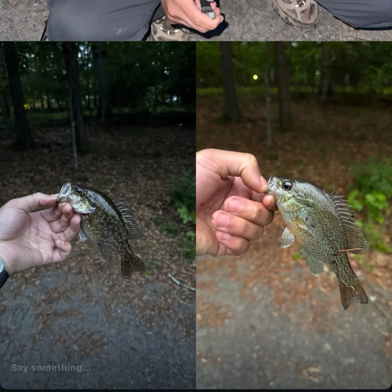 recently logged catches