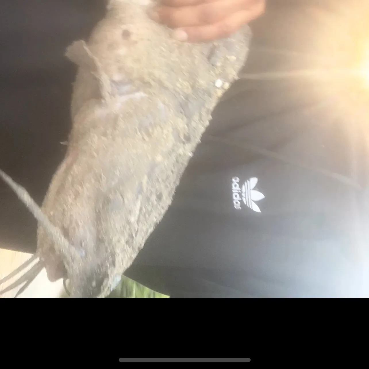 Channel catfish caught on Fishbrain