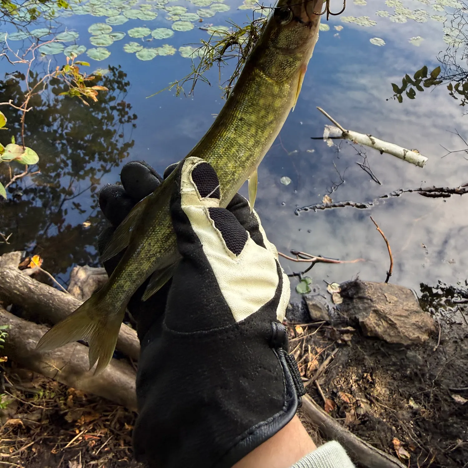 Chain pickerel caught on Fishbrain