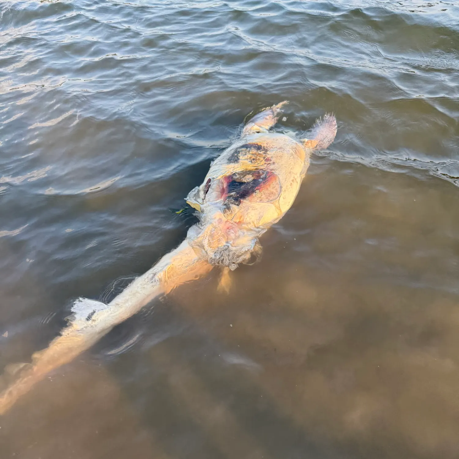 The most recent Common thresher catches on Fishbrain