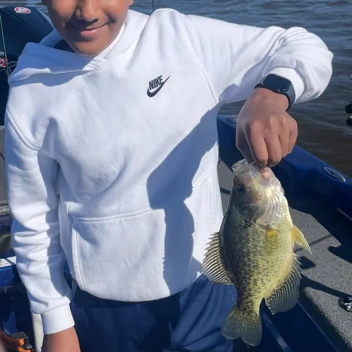 Black crappie caught on Fishbrain