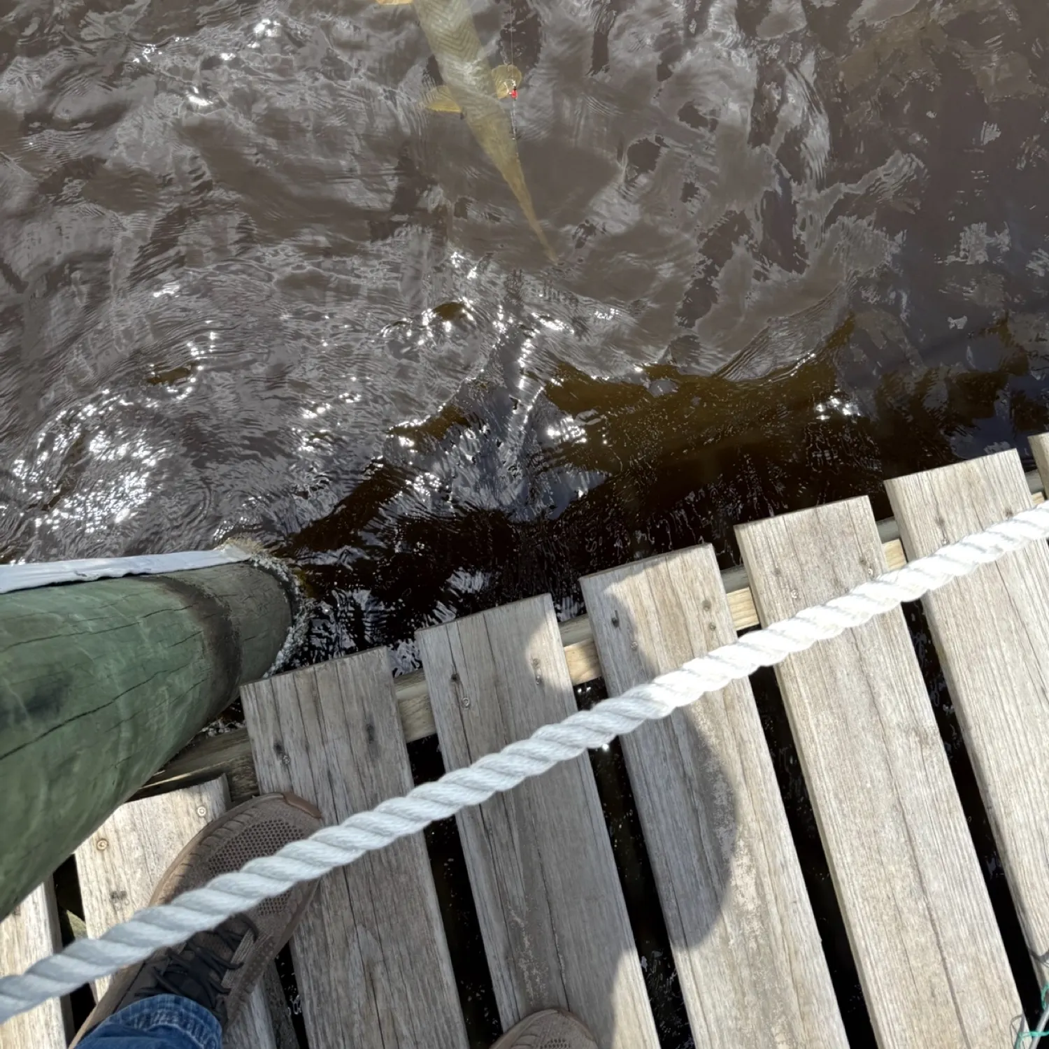 The most recent Alligator gar catches on Fishbrain