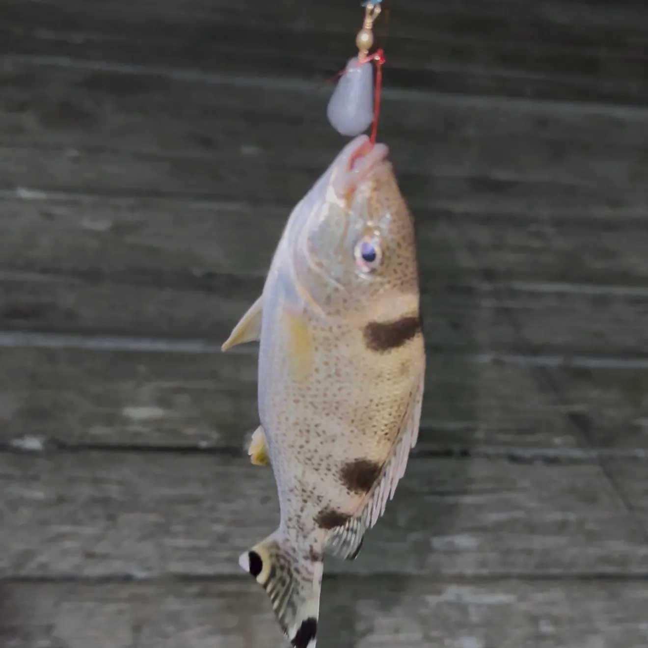 The most recent Javelin grunter catches on Fishbrain