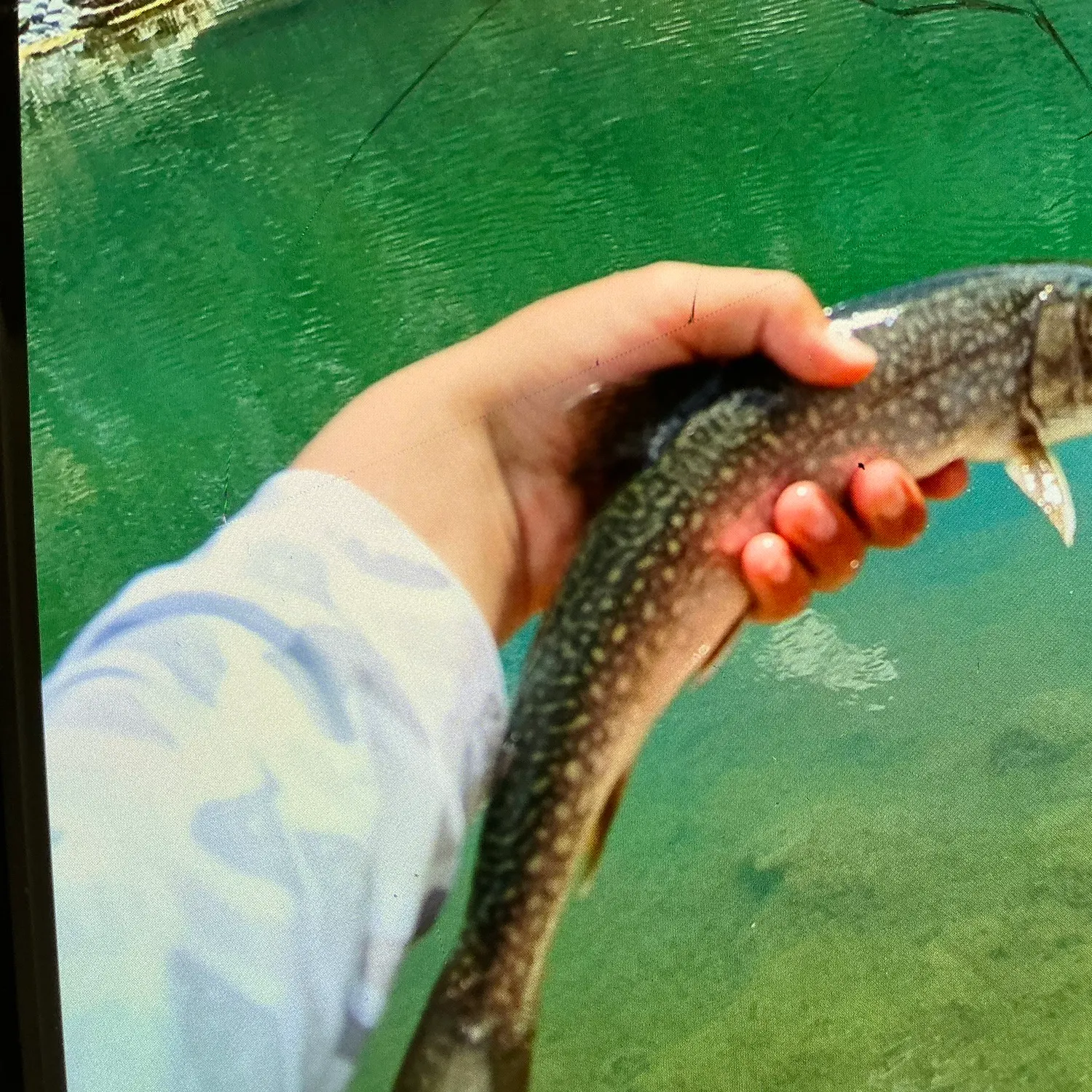 The most recent Splake catches on Fishbrain