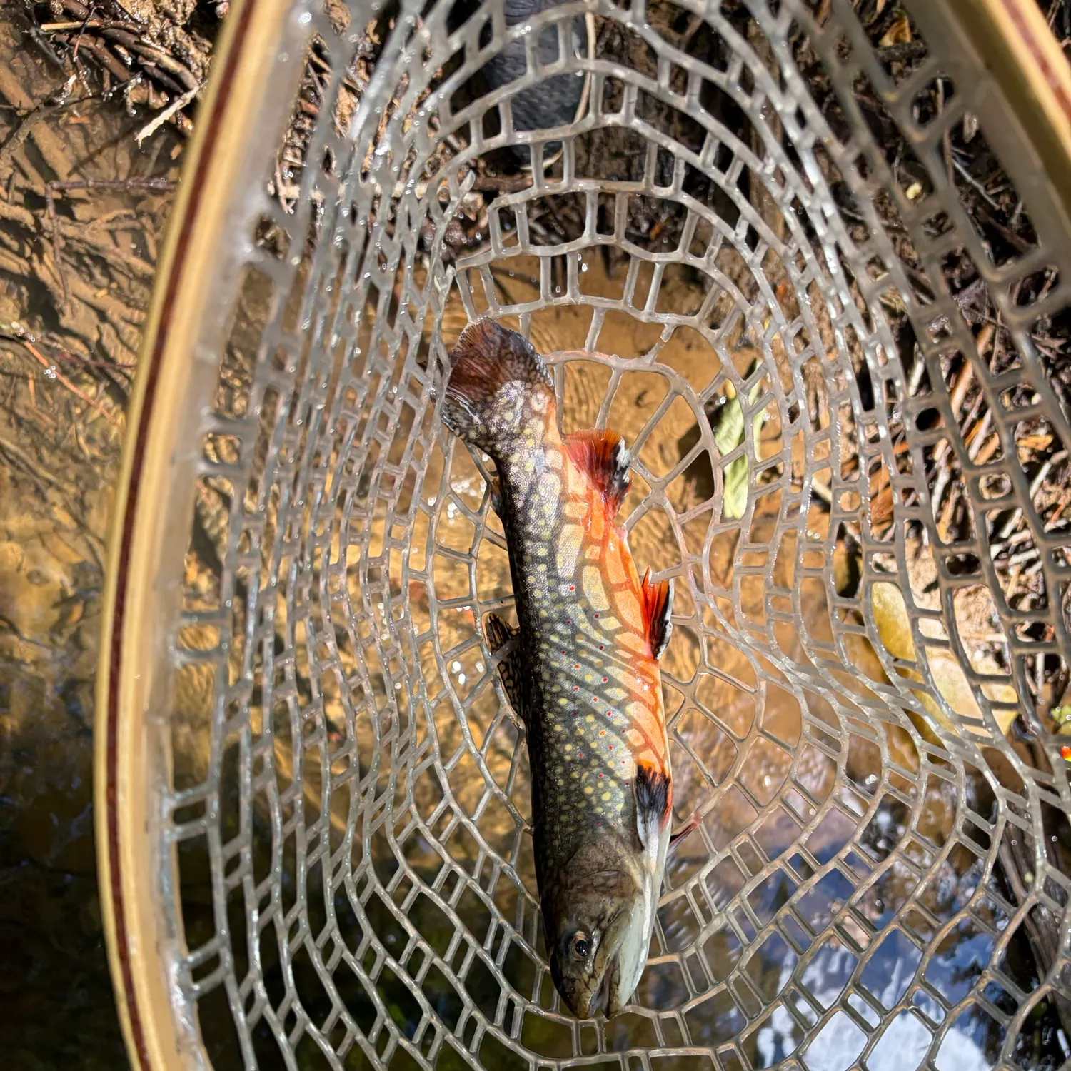 Brook trout caught on Fishbrain