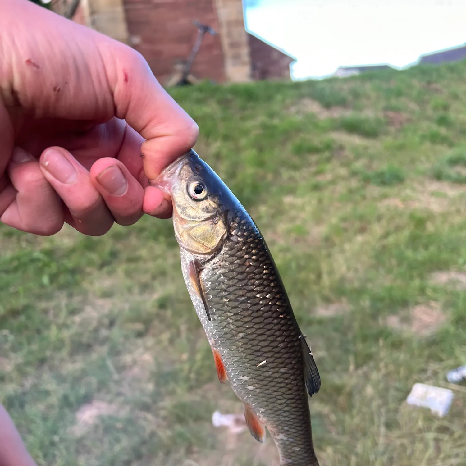 European chub caught on Fishbrain