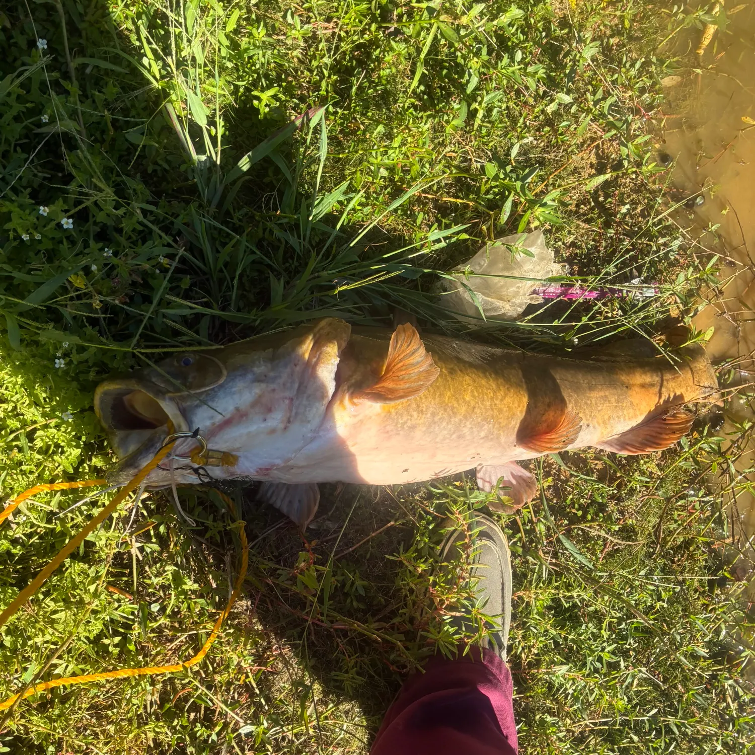Flathead catfish caught on Fishbrain