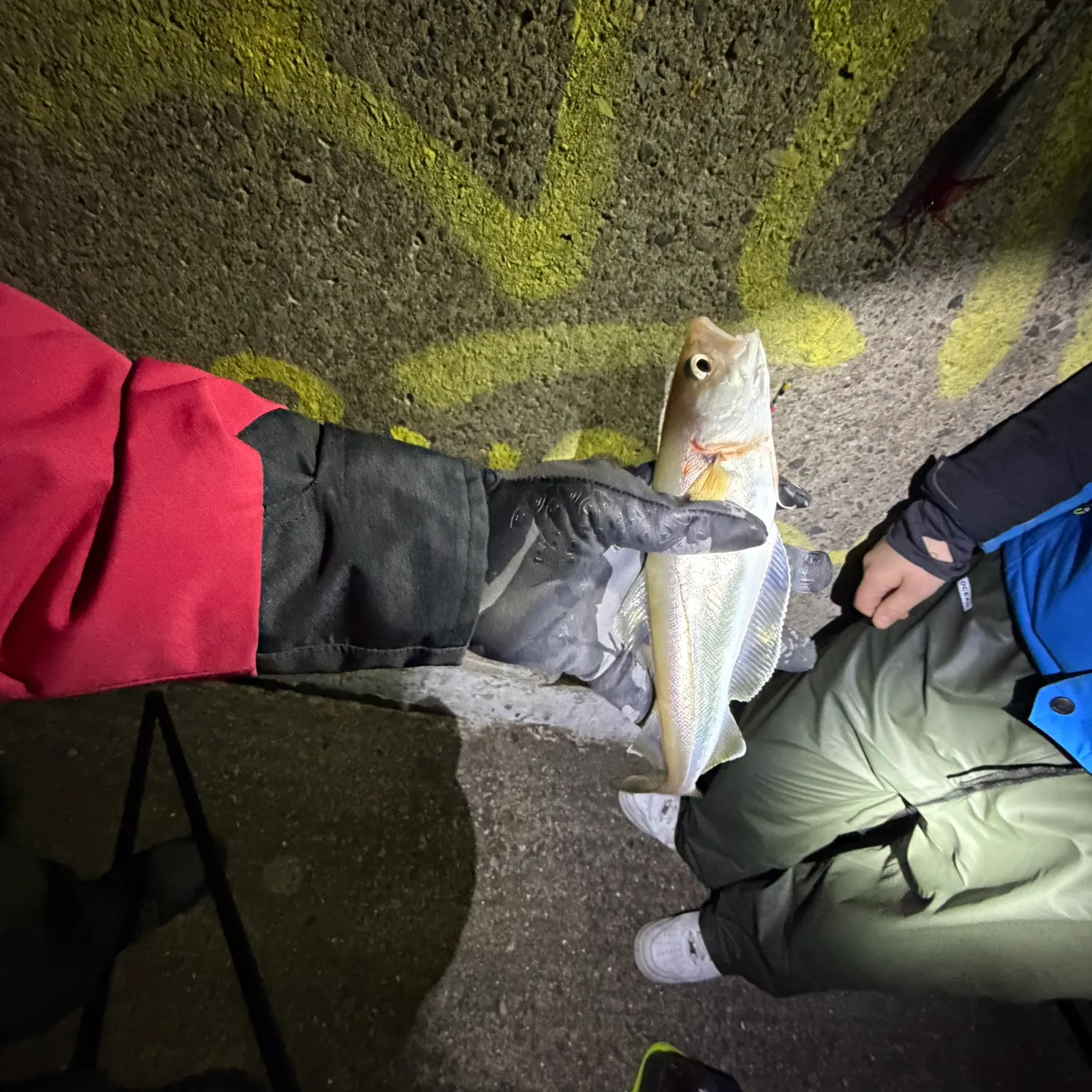 The most recent Whiting catches on Fishbrain