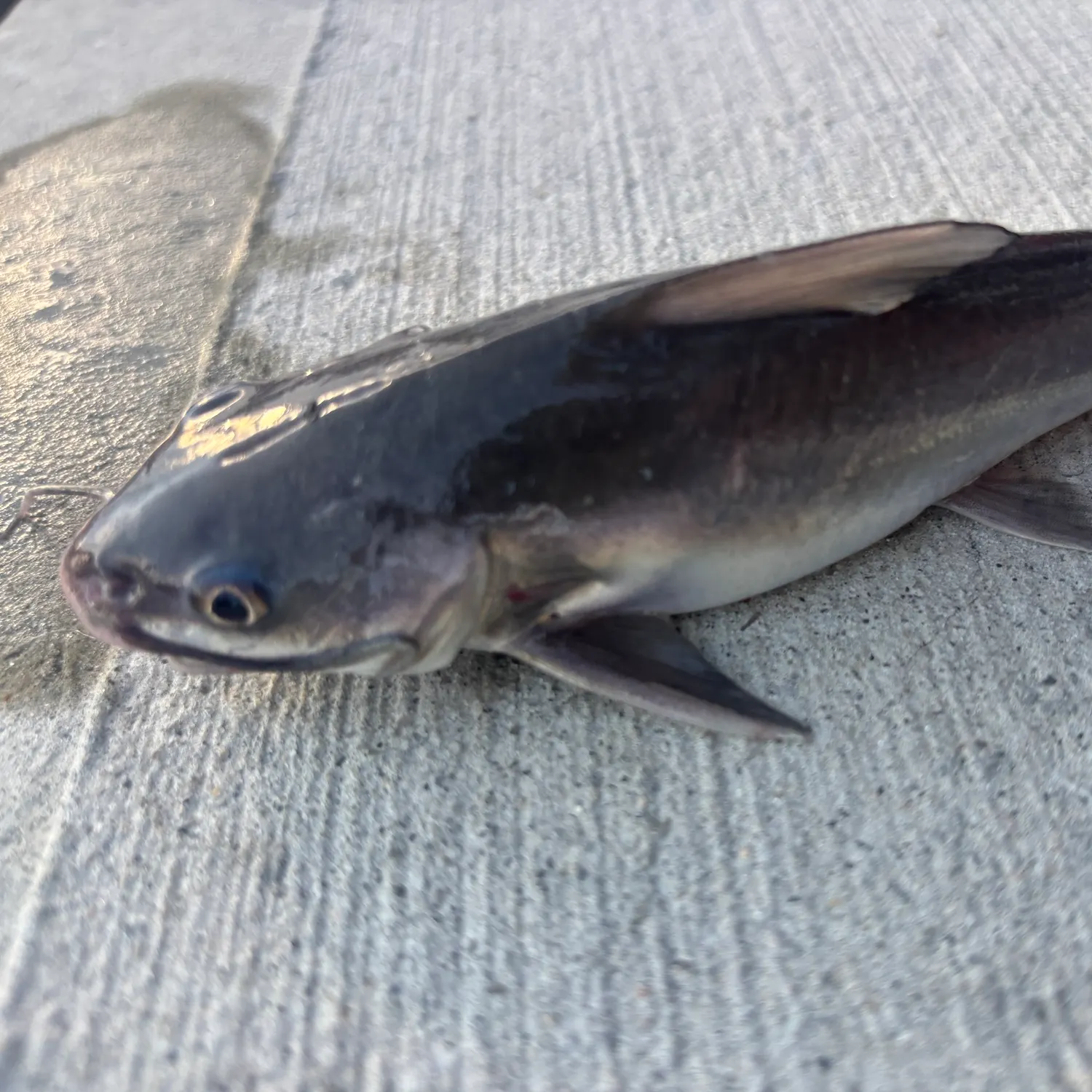 Hardhead sea catfish caught on Fishbrain