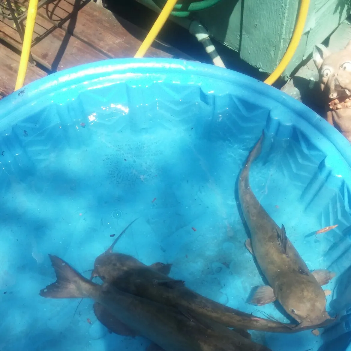 Channel catfish caught on Fishbrain