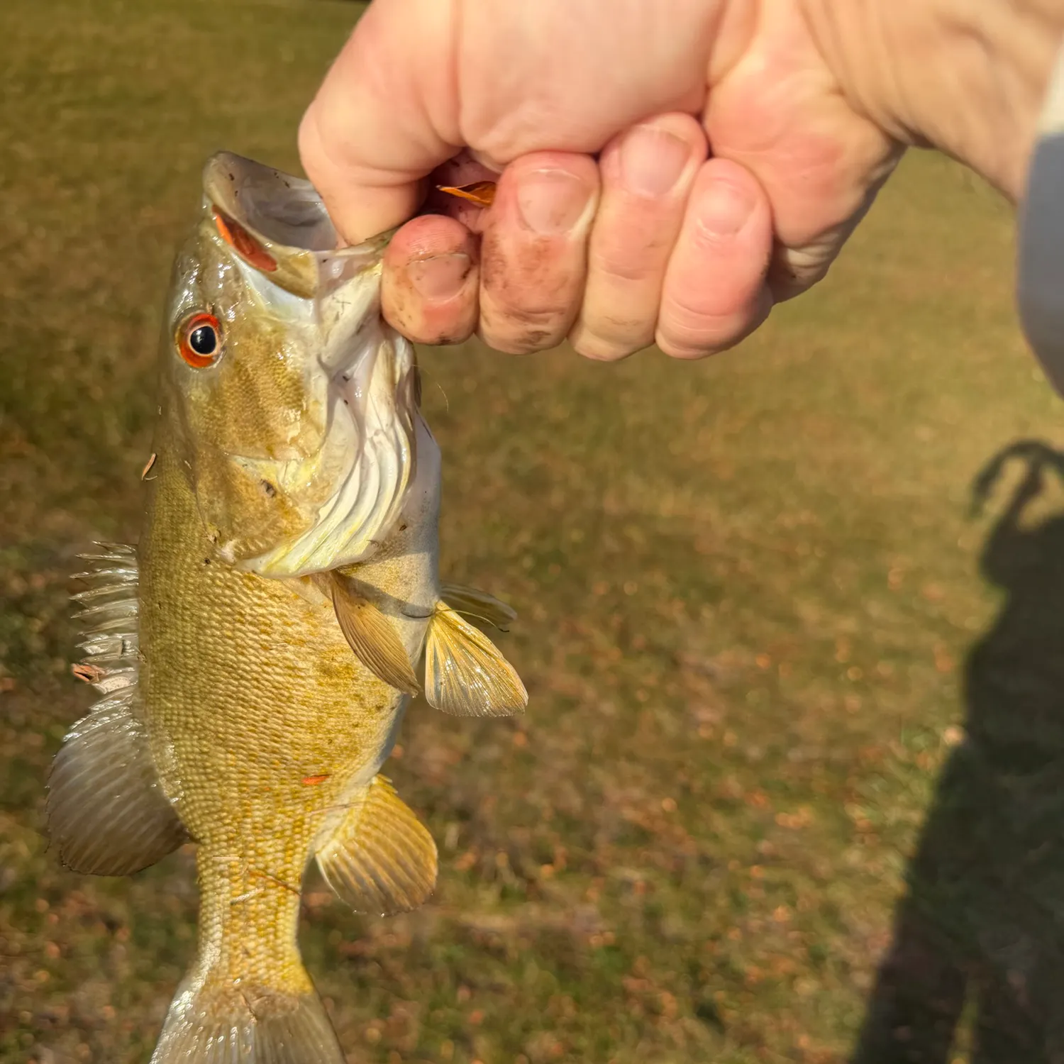 Smallmouth bass caught on Fishbrain