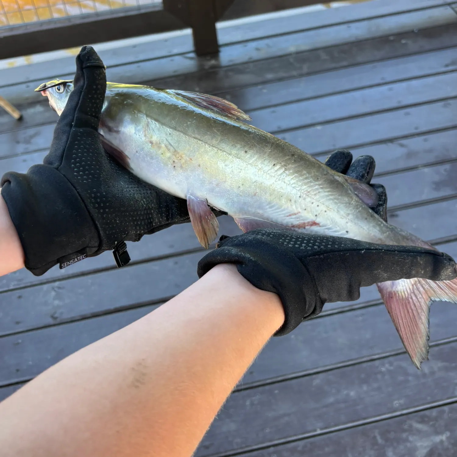 Channel catfish caught on Fishbrain