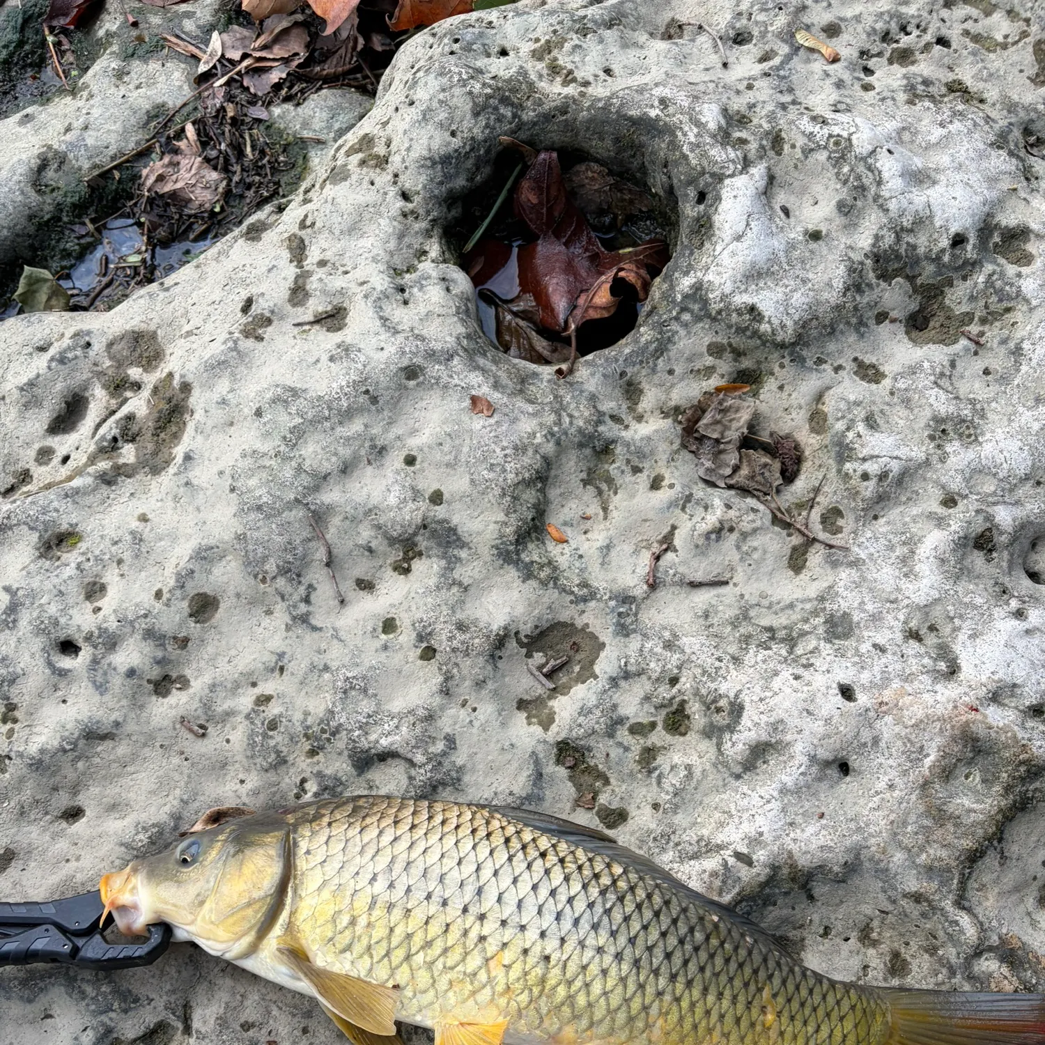 Common carp caught on Fishbrain