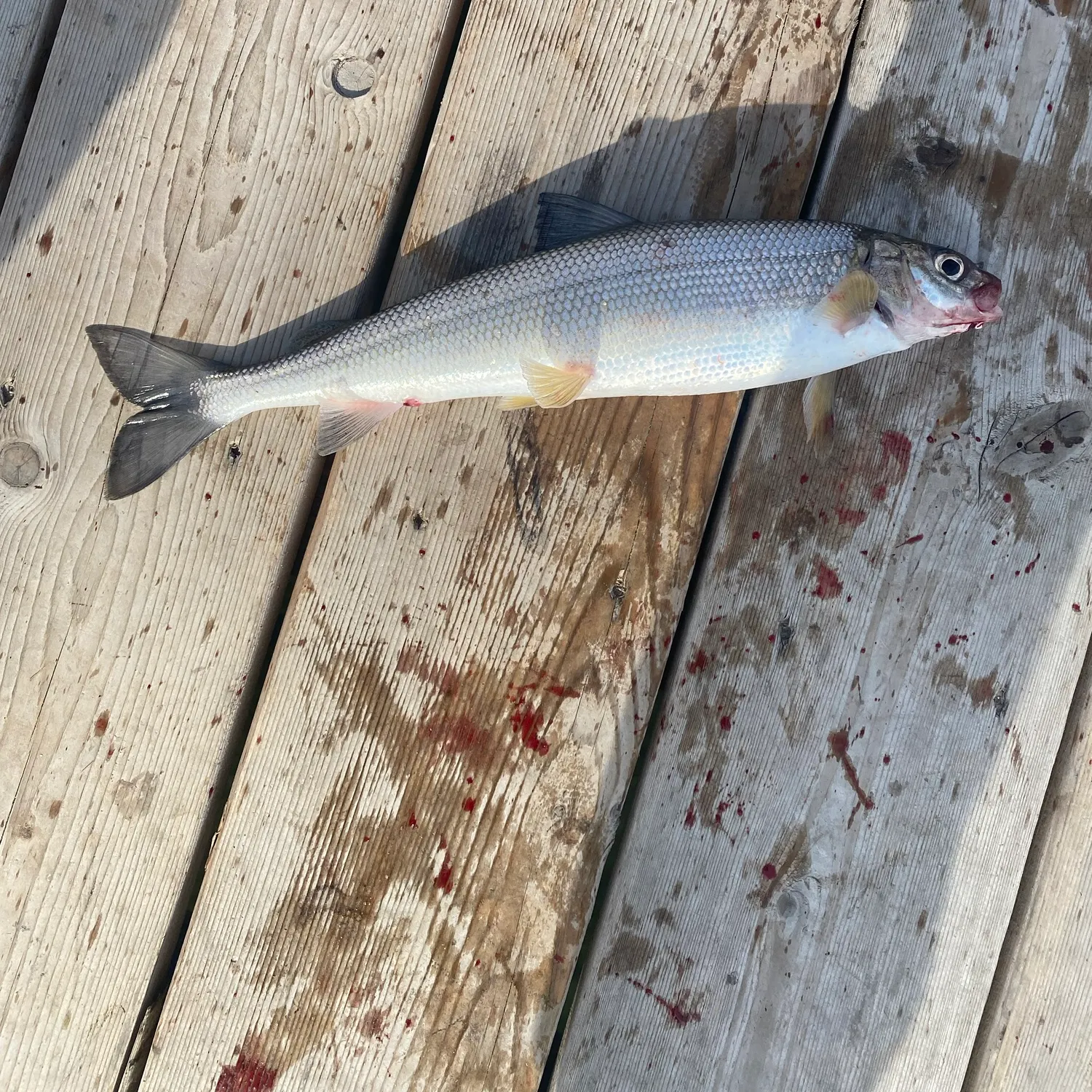 The most recent Mountain whitefish catches on Fishbrain