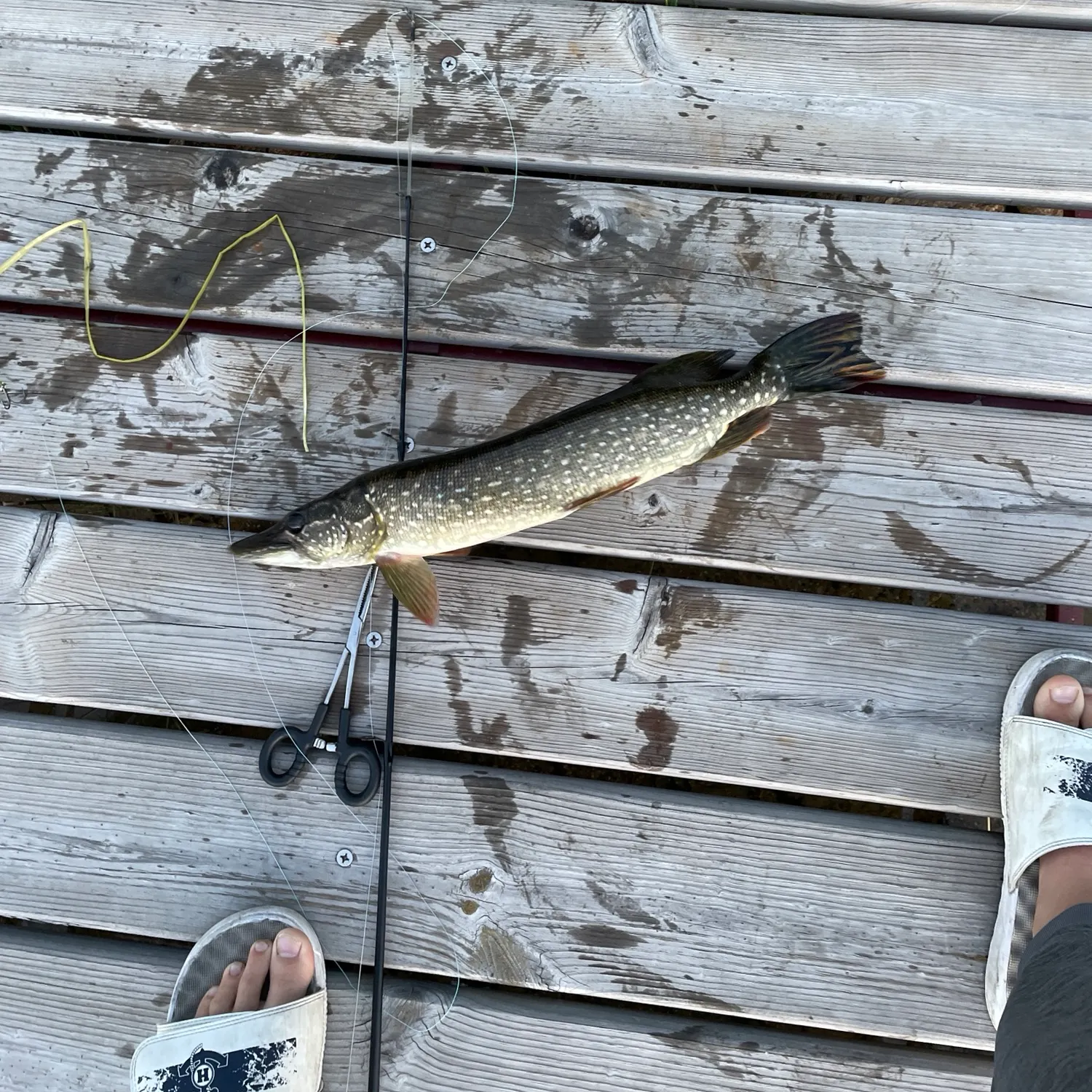 Northern pike caught on Fishbrain