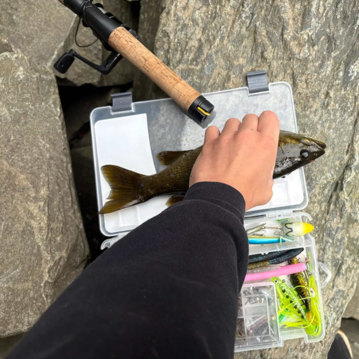Smallmouth bass caught on Fishbrain
