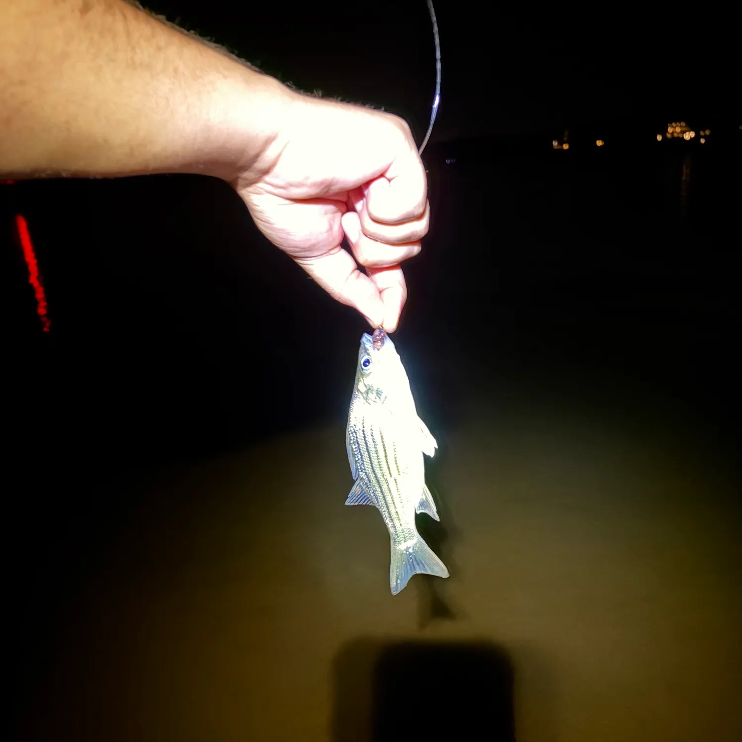 Striped bass caught on Fishbrain