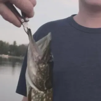 Northern pike caught on Fishbrain