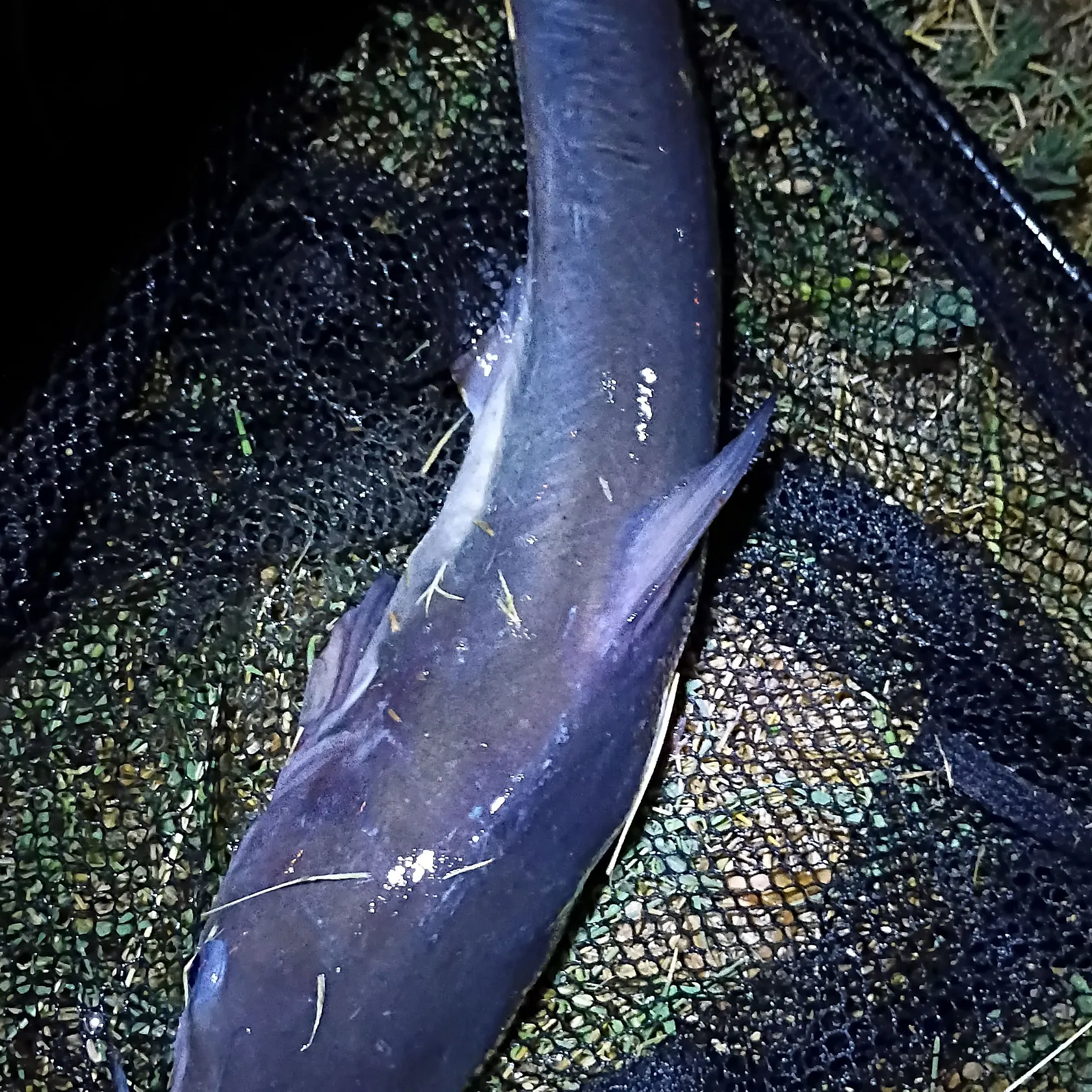 Channel catfish caught on Fishbrain