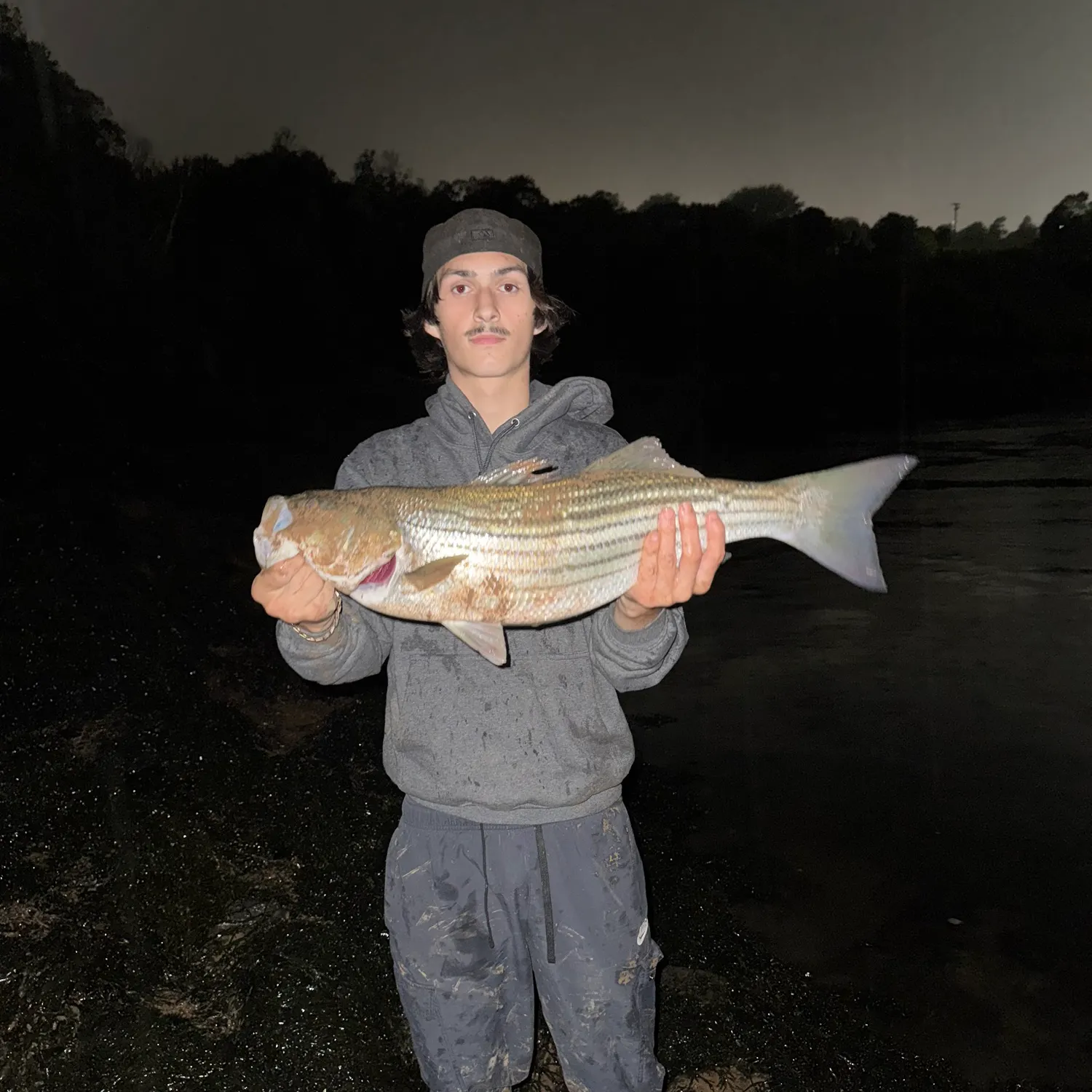 Striped bass caught on Fishbrain