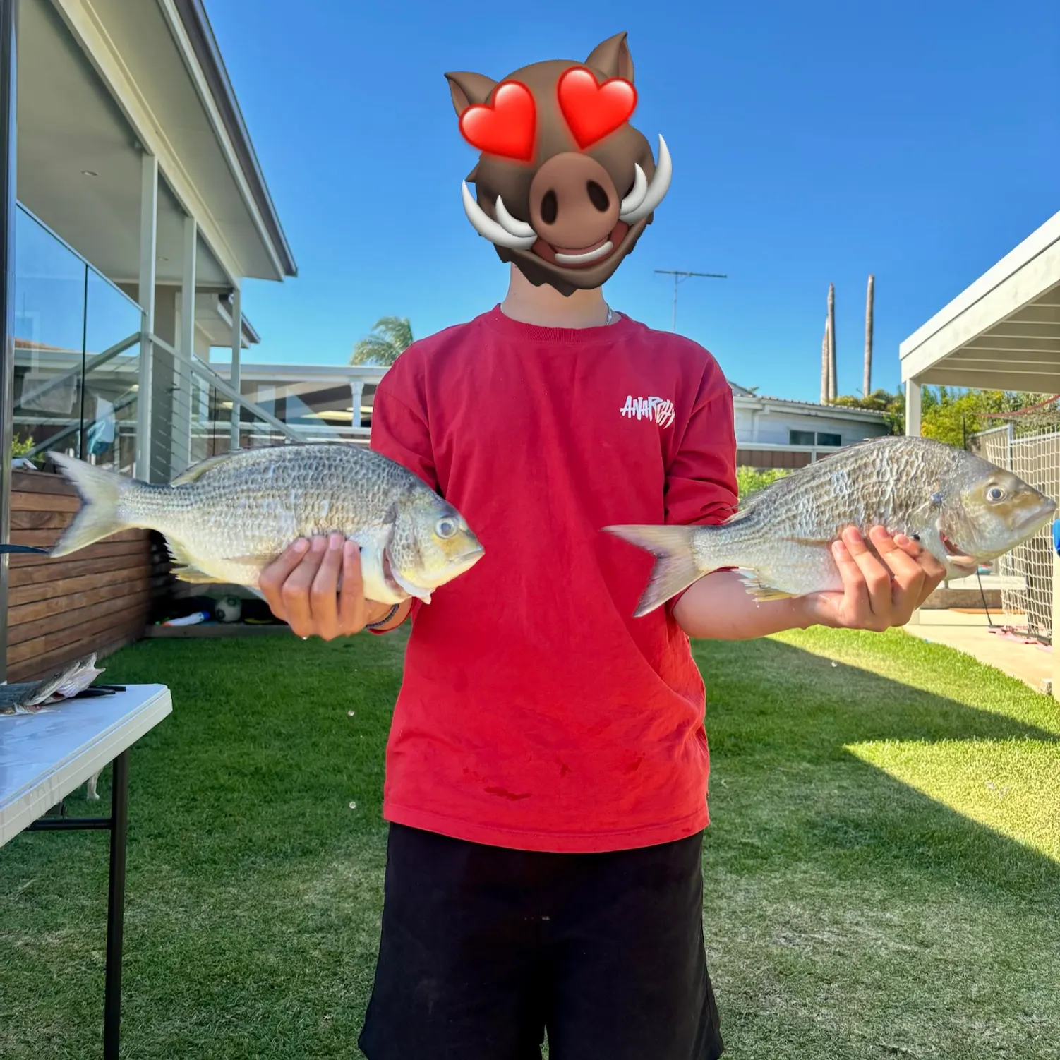 The most recent Surf bream catches on Fishbrain