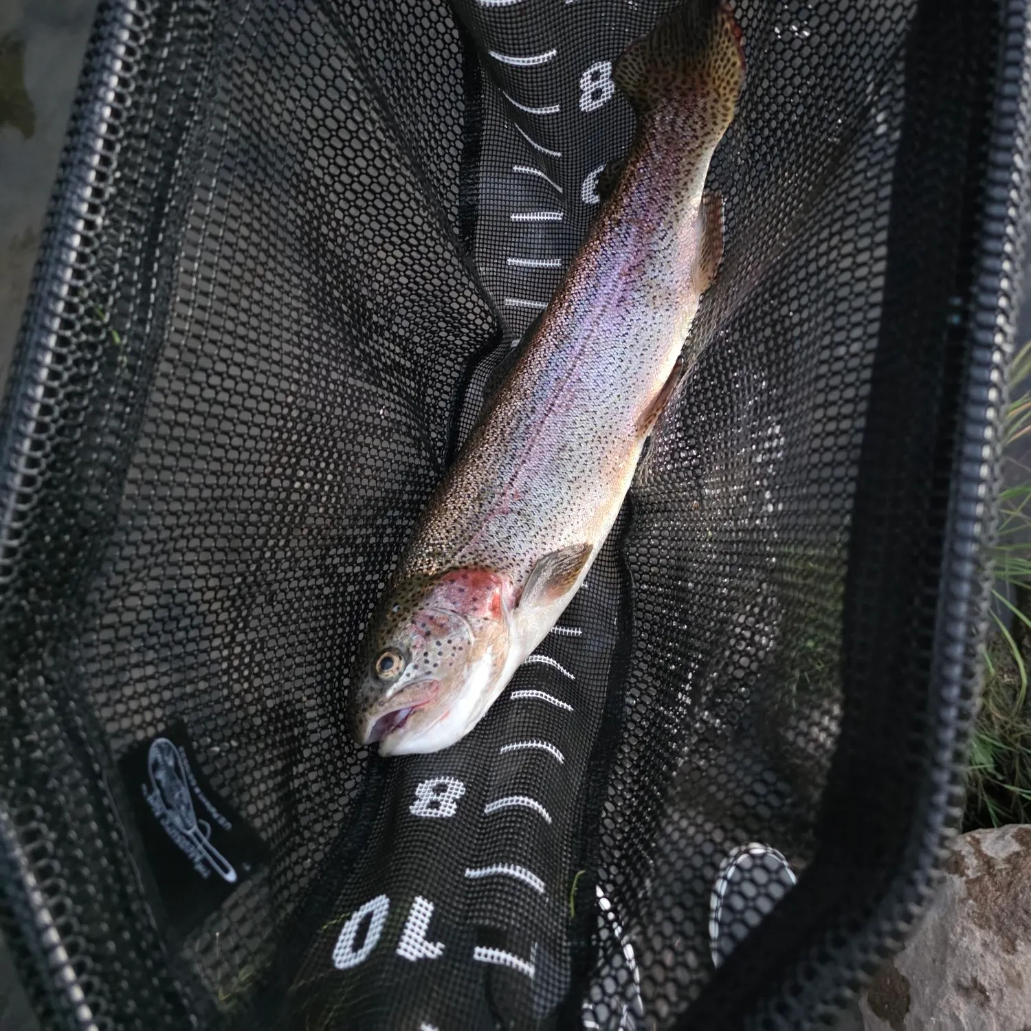 Rainbow trout caught on Fishbrain