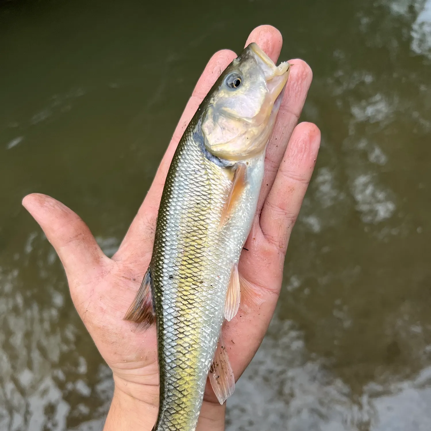 Creek chub caught on Fishbrain