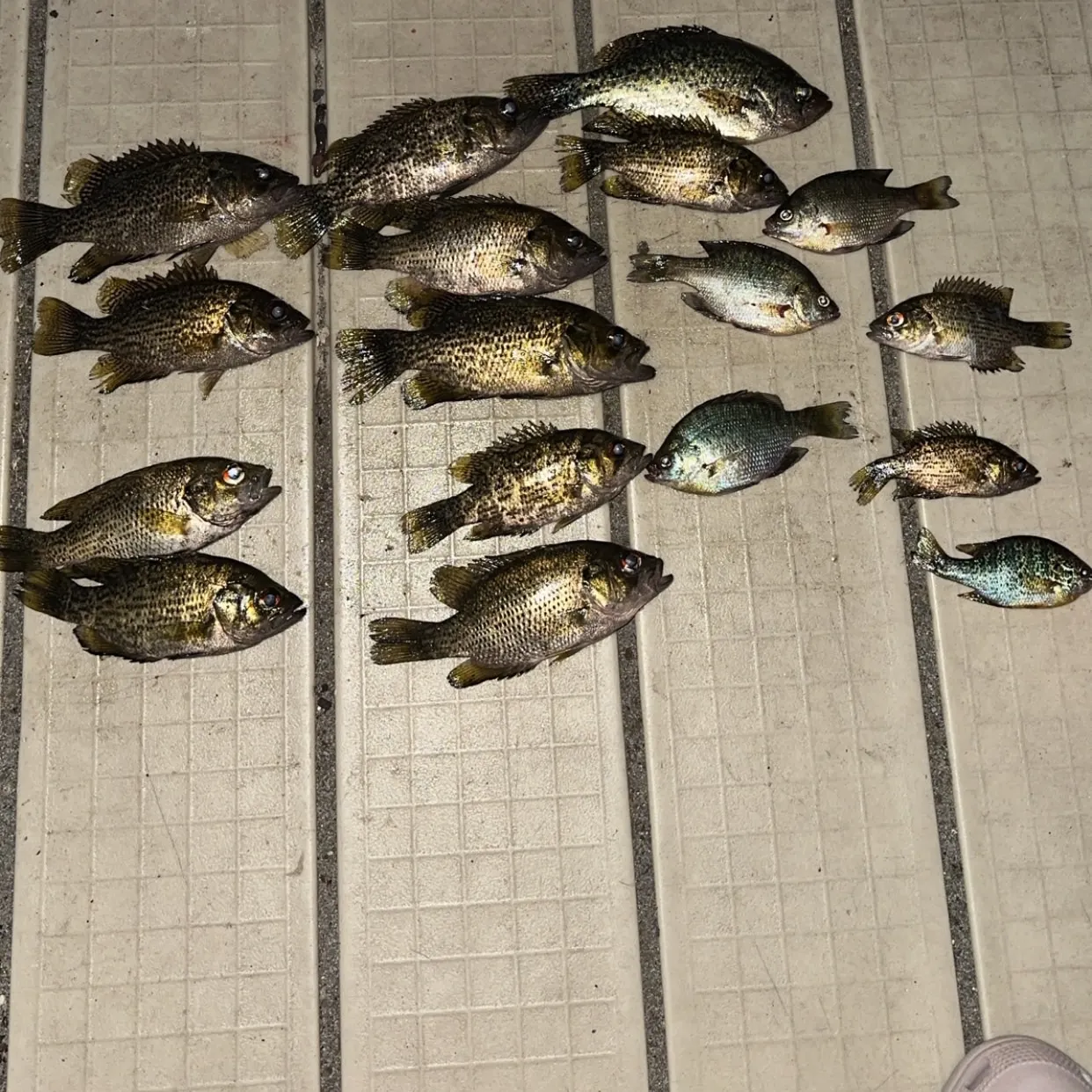 recently logged catches