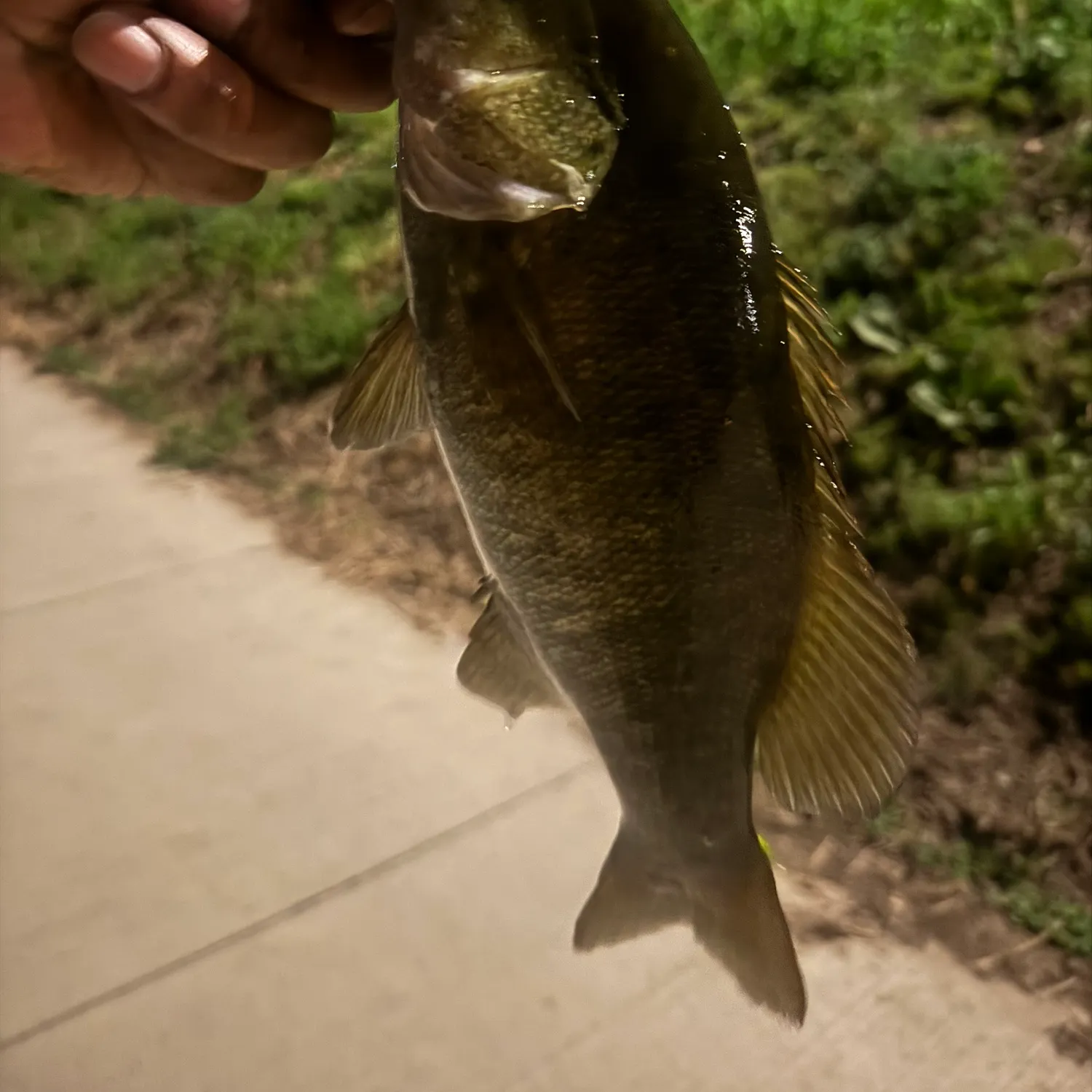 Smallmouth bass caught on Fishbrain