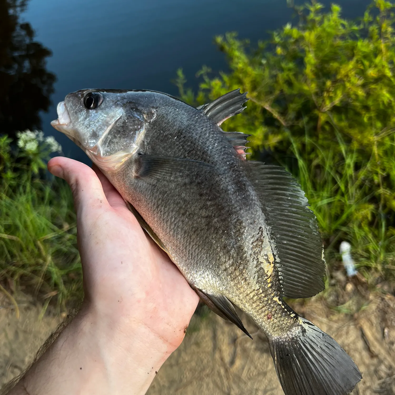 Freshwater drum caught on Fishbrain
