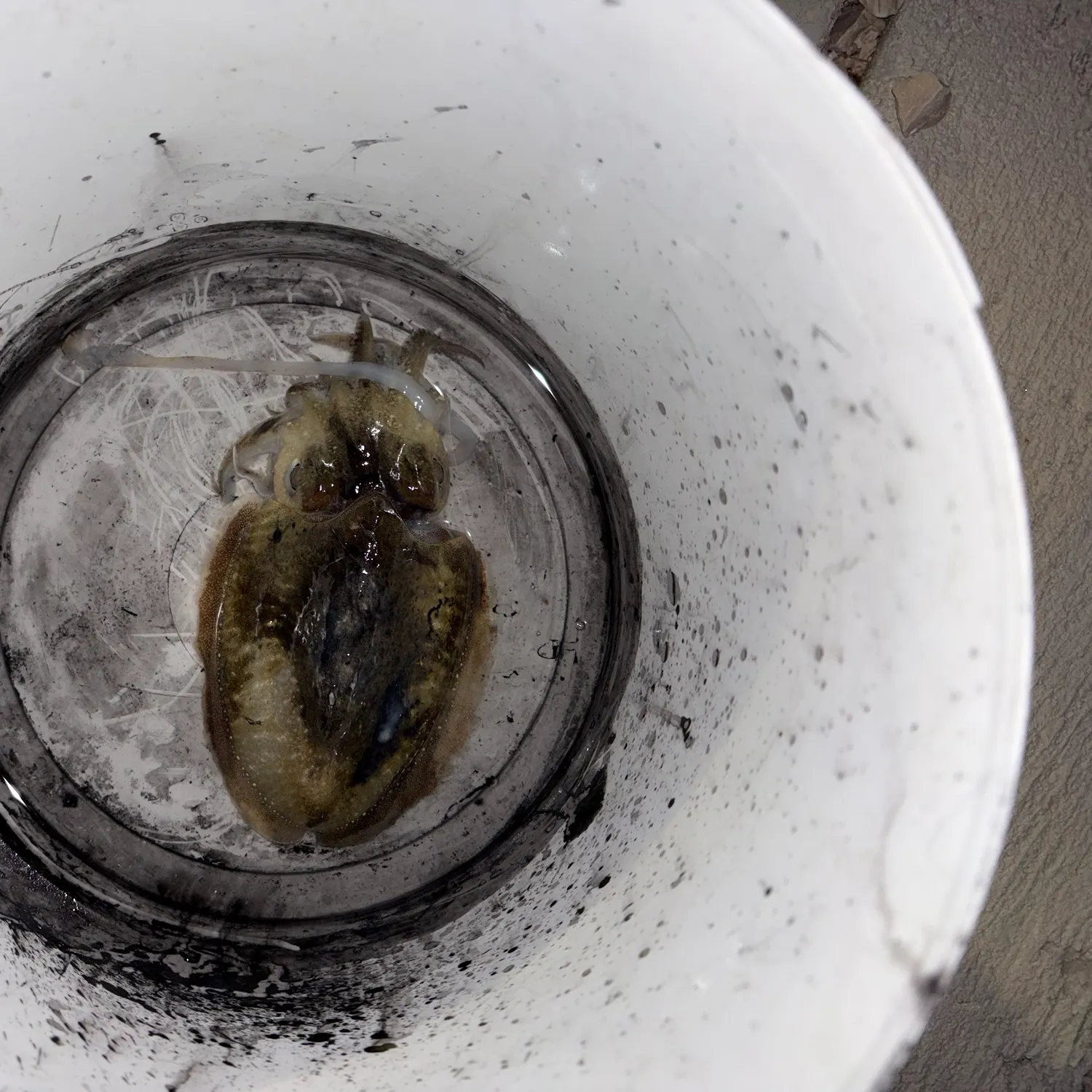 Common cuttlefish caught on Fishbrain