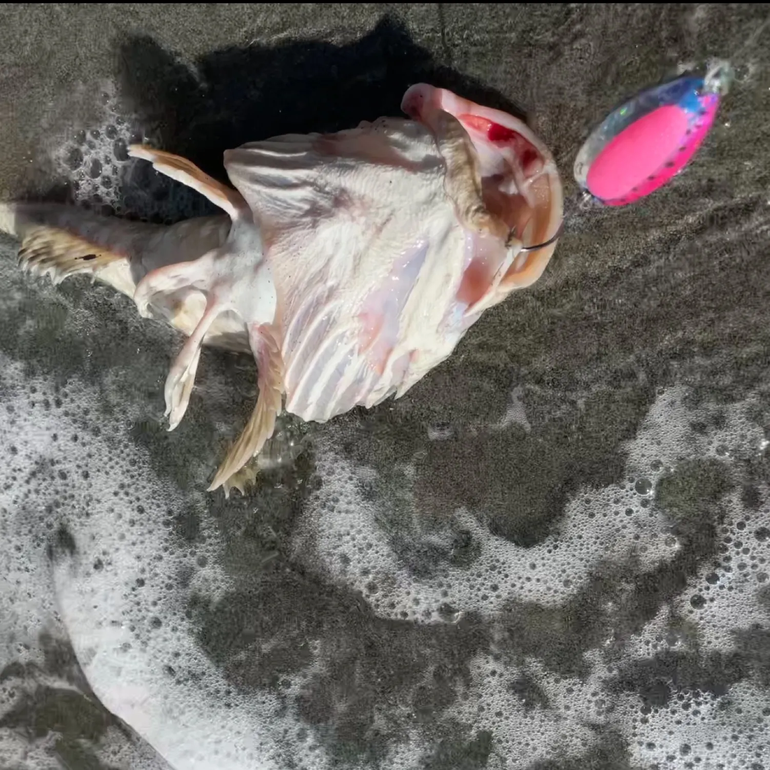 The most recent Spinyhead sculpin catches on Fishbrain